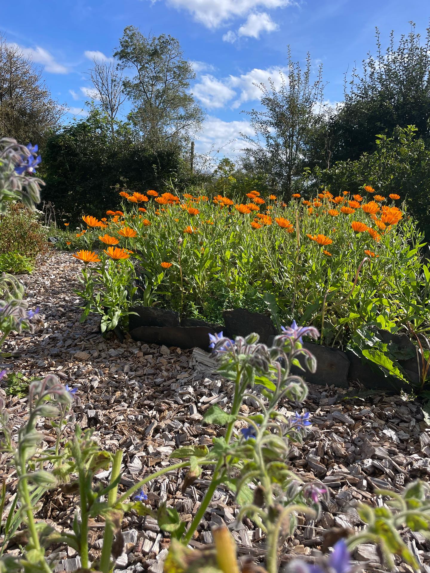 September sunshine ☀️
Some later flower harvests of Rosa centifolia (Rose) Calendula officinalis (marigold) and Eschscholzia californica (Californian poppy) in the herb garden last week with help from @breadandrosesoutdoors to process into dried flower petals for teas, infused oil and tincture.
Let’s hope for some more good weather this week as it’s nearly #herbalhelpers volunteer week! We’ll be working on the root harvest and getting the garden ready for the coming winter.
.
.
.
.
.
#herbgarden #herbalist #herbalmedicine #herbalmedicinemaking #westhighlands #scottishhighlands