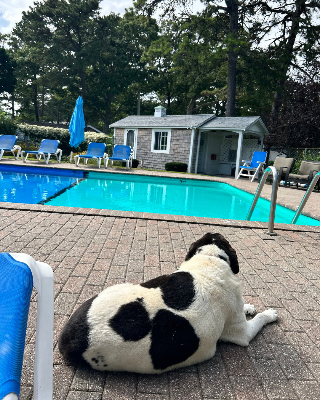 Dogs are family too—and we’ve got plenty of space to sniff, explore, and nap in the sun.
Use #dogsofYCC and tag us to be featured!
#PetFriendlyCabins #CapeCodWithDogs #YarmouthCountryCabins