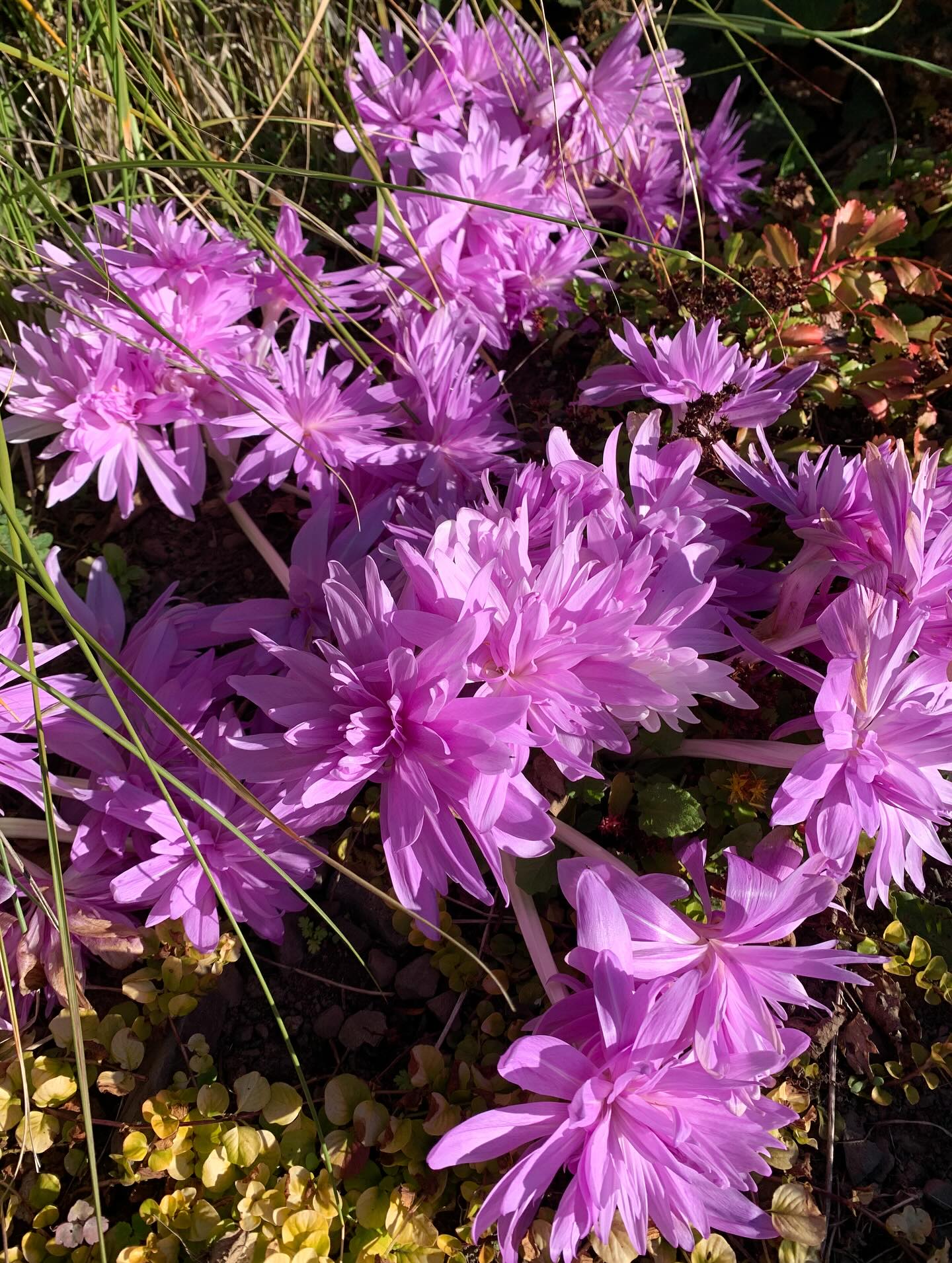 Colchicum ‘Waterlily’. It’s a bittersweet moment seeing the first autumn crocus bloom of the season as you know autumn is upon us, but they are very welcome nonetheless. We have a few varieties that give us a succession of white, purple and pink blooms between the end of August and early November. This is perhaps the prima donna, though!
#thescottishcountrygarden