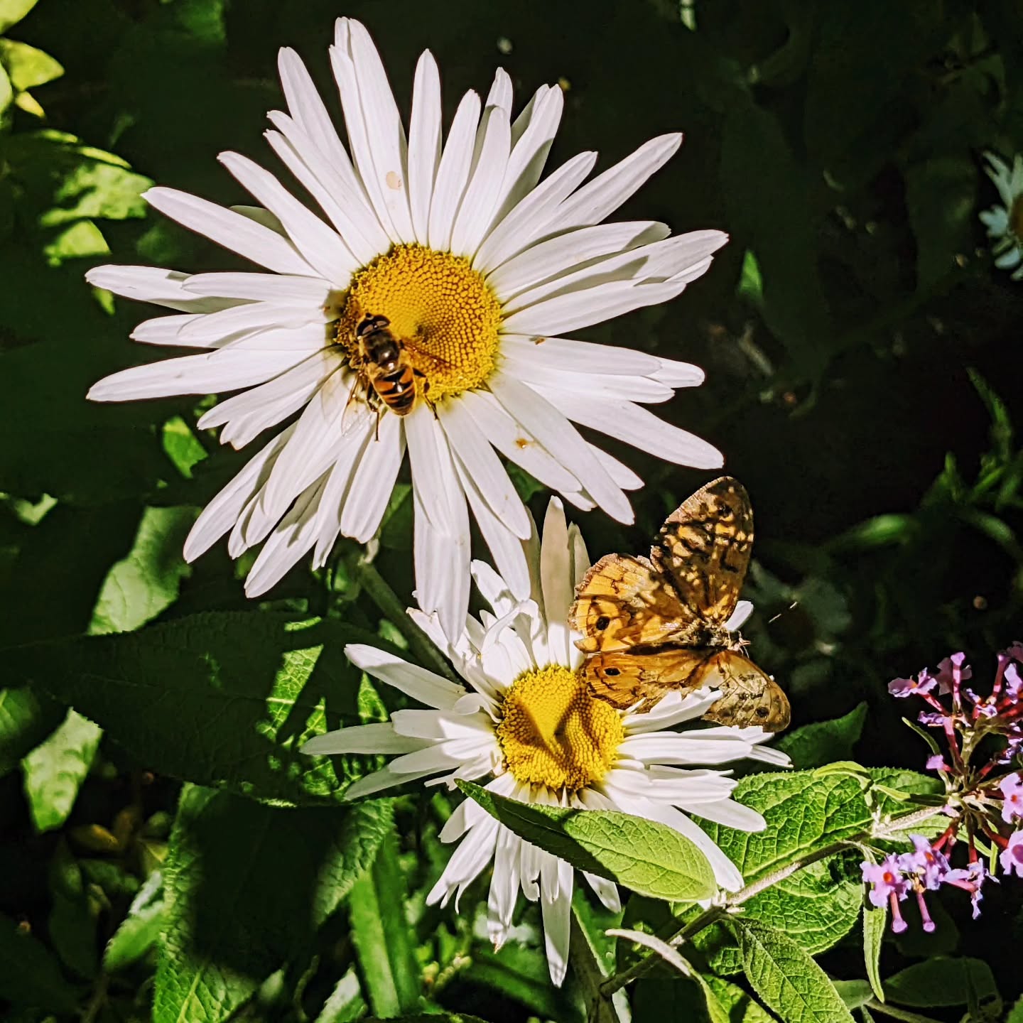 Come and check out our Latham project The Burrow - 40 Chubb st - it's the first of many to present in the Canberra open gardens this spring. There is so much to see: from nature play to productive gardens, floating decks and flowing creeks.
#canberraopengardens
@plotdesigngroup
@yellowarchitecture.cbr