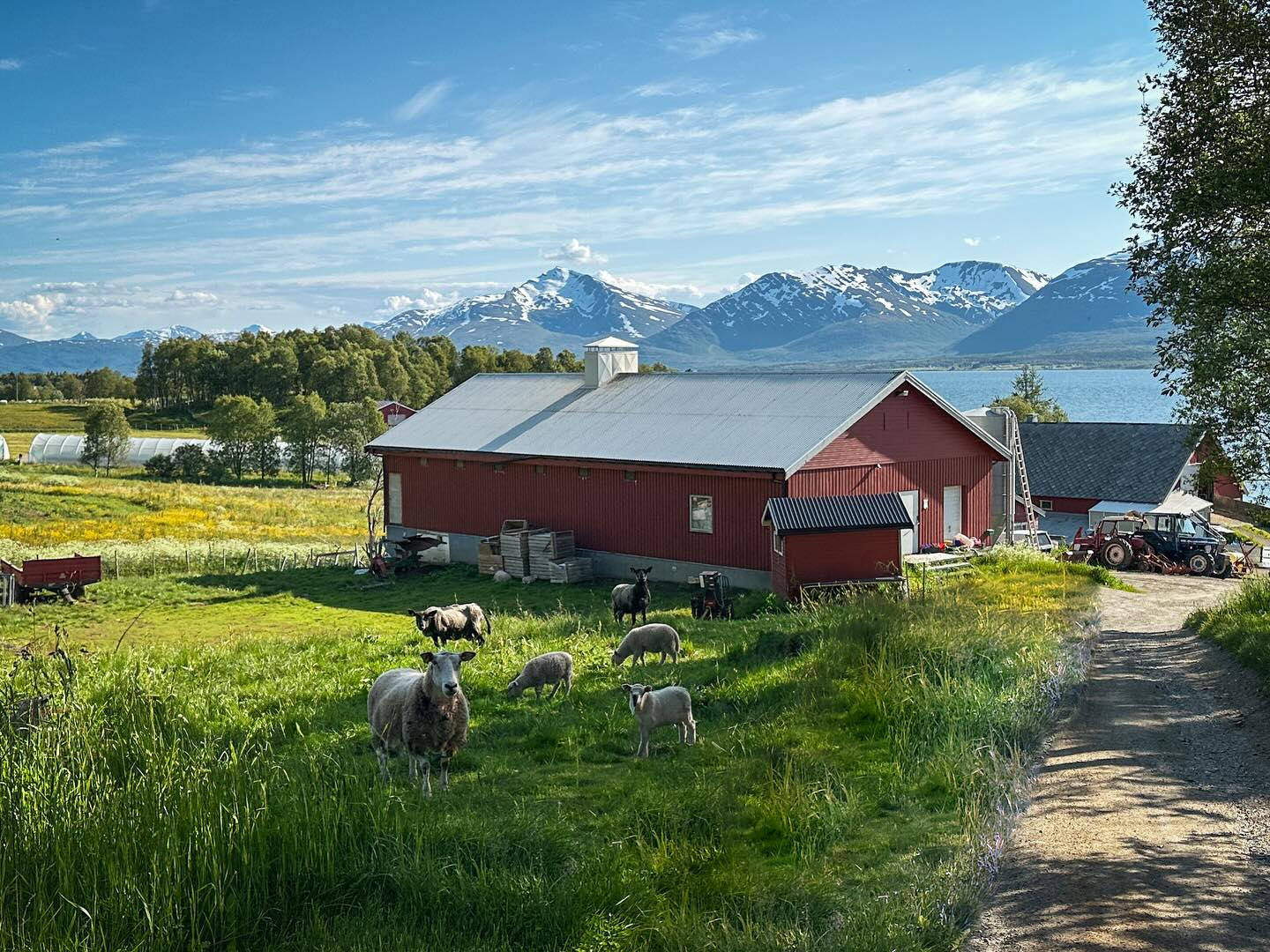 Summer at the farm in Arctic Norway 🇳🇴 🐑