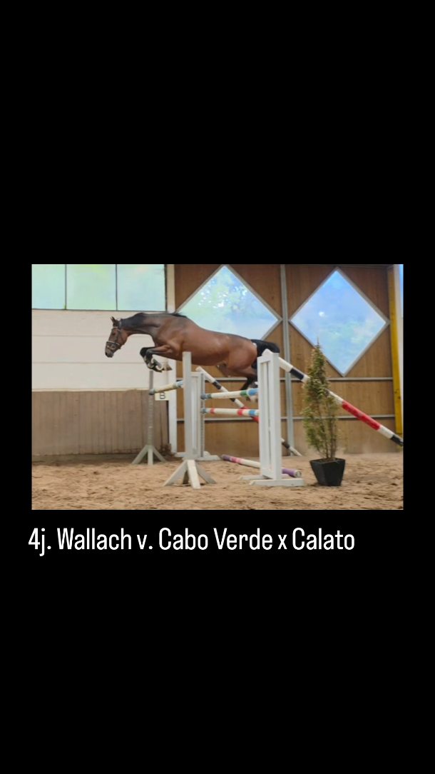 🏆 Cedric – 4 Jahre, Wallach v. Cabo Verde x Calato
Mit viel Vermögen, Übersicht und toller Technik am Sprung. Ein mutiger, unkomplizierter Youngster mit Perspektive für den Sport. Auch bei seinem ersten Turniereinsatz konnte er direkt überzeugen.
📍 Standort: Braunschweig
📩 Weitere Infos gerne per Nachricht!
Ehorses ID: 4550738
#springreiten #reitturnier #reitsport #reitpferd #springpferd #horsesofinstagram #equestrianlife #pferdeliebe #jungpferdeausbildung #nachwuchspferd #futurestars #younghorses #pferdezucht #verkaufspferd #verkaufspferde #saleshorse #horsesforsale #showjumpersales #dreamteam #maresilange