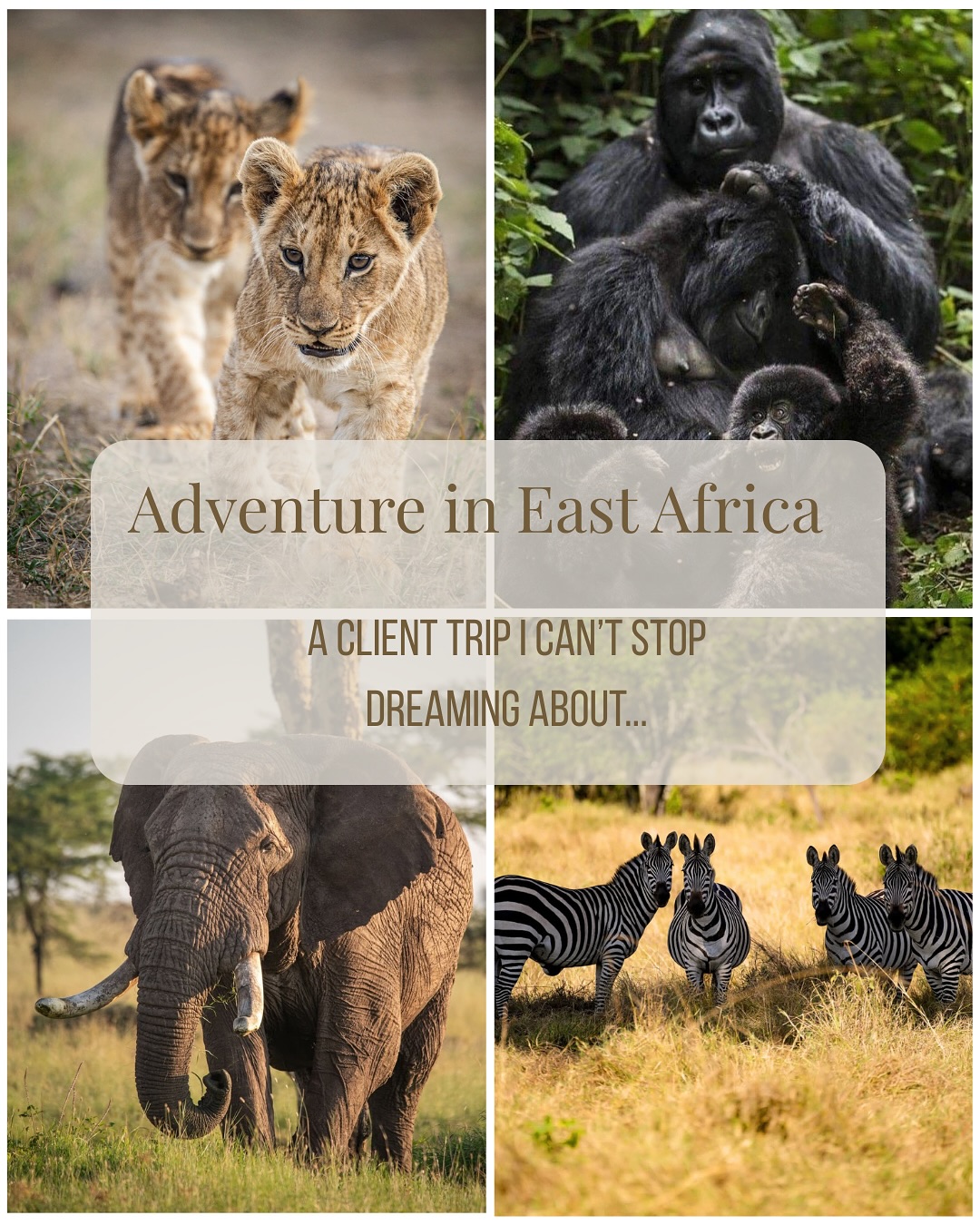 The ultimate safari adventure: Trekking with gorillas in Rwanda, watching the great migration across Tanzania, and spotting Kenya’s rare Big Five.
Every stop in these three countries has its own magic, a true African dream trip!
•
•
•
•
•
#eastafricatravel #luxuryitinerary #travelinsporation #luxurytravel #safari