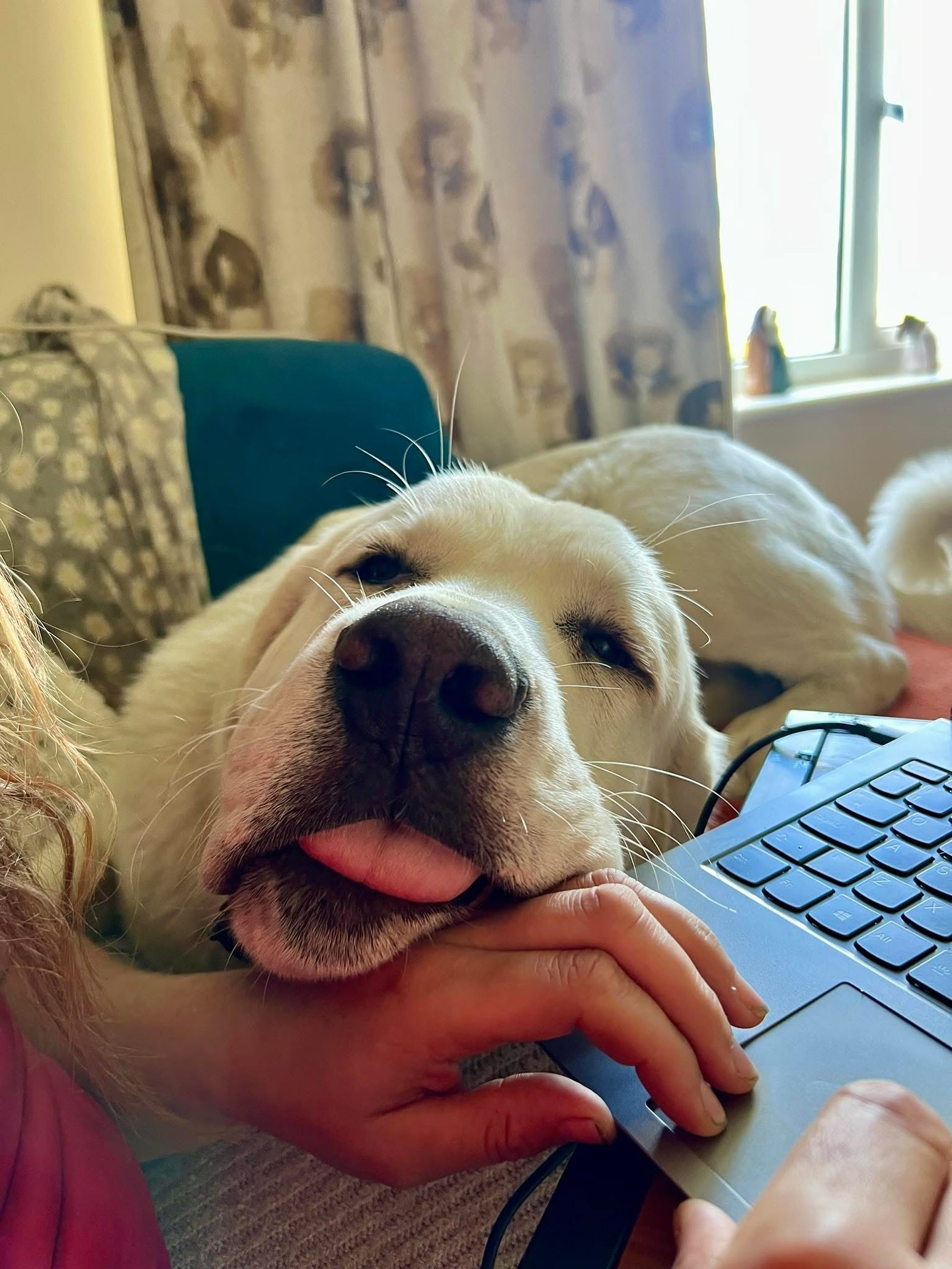 Trying to work on www.horsehedgesandtrees.co.uk
It might be another year of sending invoices at this rate!