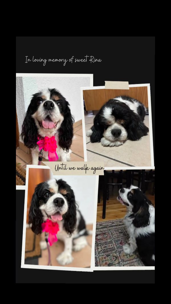 In loving memory of sweet Rina
The hardest part of this job, the part nobody really talks about, is the heartbreak when one of our beloved pups passes. Yesterday we lost one of our regulars, a sweet soul we had the privilege of walking for years and our heart is heavy.
Rina was so much more than a dog we walked — she was truly one of a kind. A beautiful King Charles Cavalier with the softest ears and the kindest soul. She was warm, gentle, and endlessly friendly. Every time we arrived, she greeted us with love, always asking for cuddles, always ready to share her joy and always ready for her treat!!
There was something about Rina that was simply unforgettable. She made the world brighter just by being in it — with her adorable face, her loving nature, and the way she spread happiness to everyone around her.
Losing her feels like losing one of our own. That’s the part of this job people doesn’t often see — how deeply these dogs weave themselves into your heart. And when they leave, the silence they leave behind is heavy.
Rest easy, my sweet girl. Thank you for all the love you gave so freely. Thank you for the joy, the trust, and the love you brought into every single walk, for every wag of your tail, for every cuddle.
You’ll always be a part of our heart, and a reminder of why we love what we do — even when it hurts