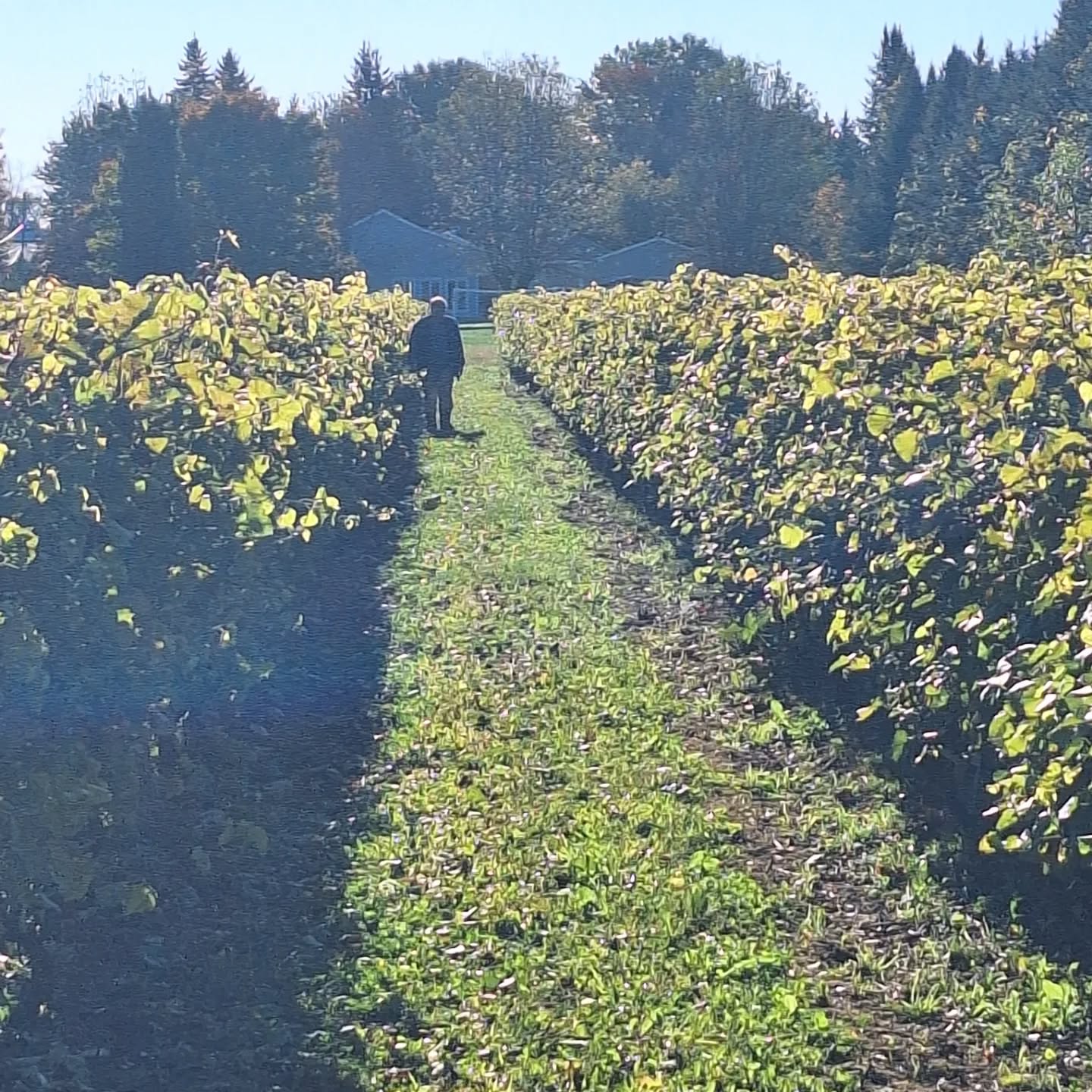 Harvest year 25
#harvest2025 🍇