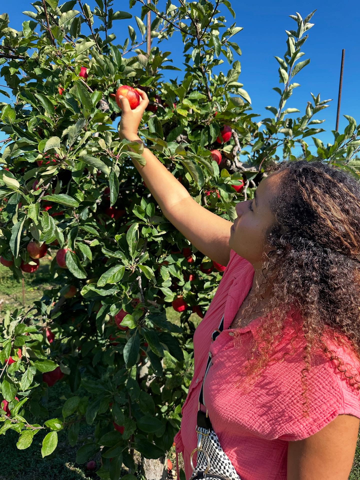 Mandatory apple picking picture. 🍎 🍏 🌳