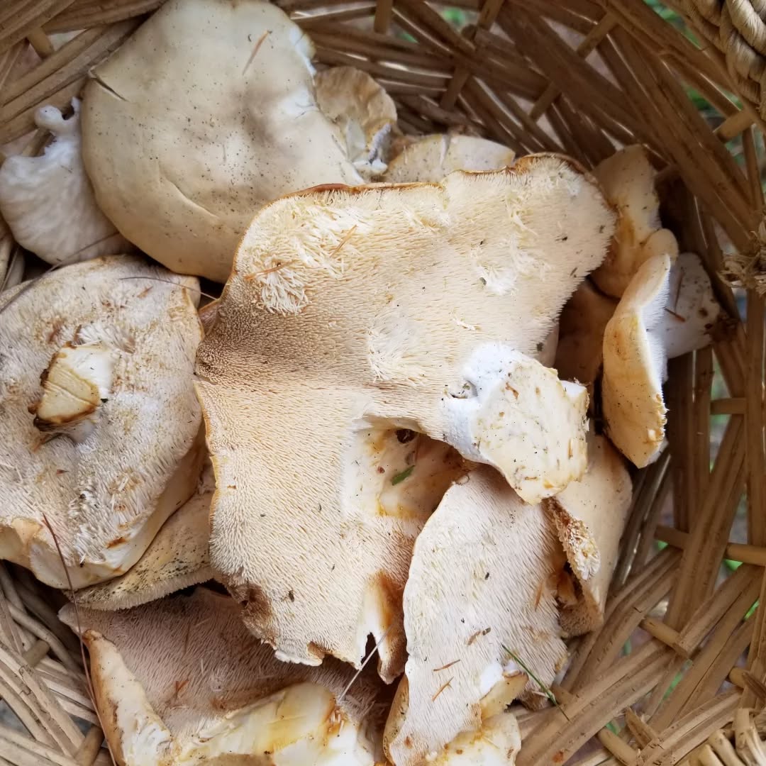 Did some foraging today #LToutdoors #mushrooms #foraging