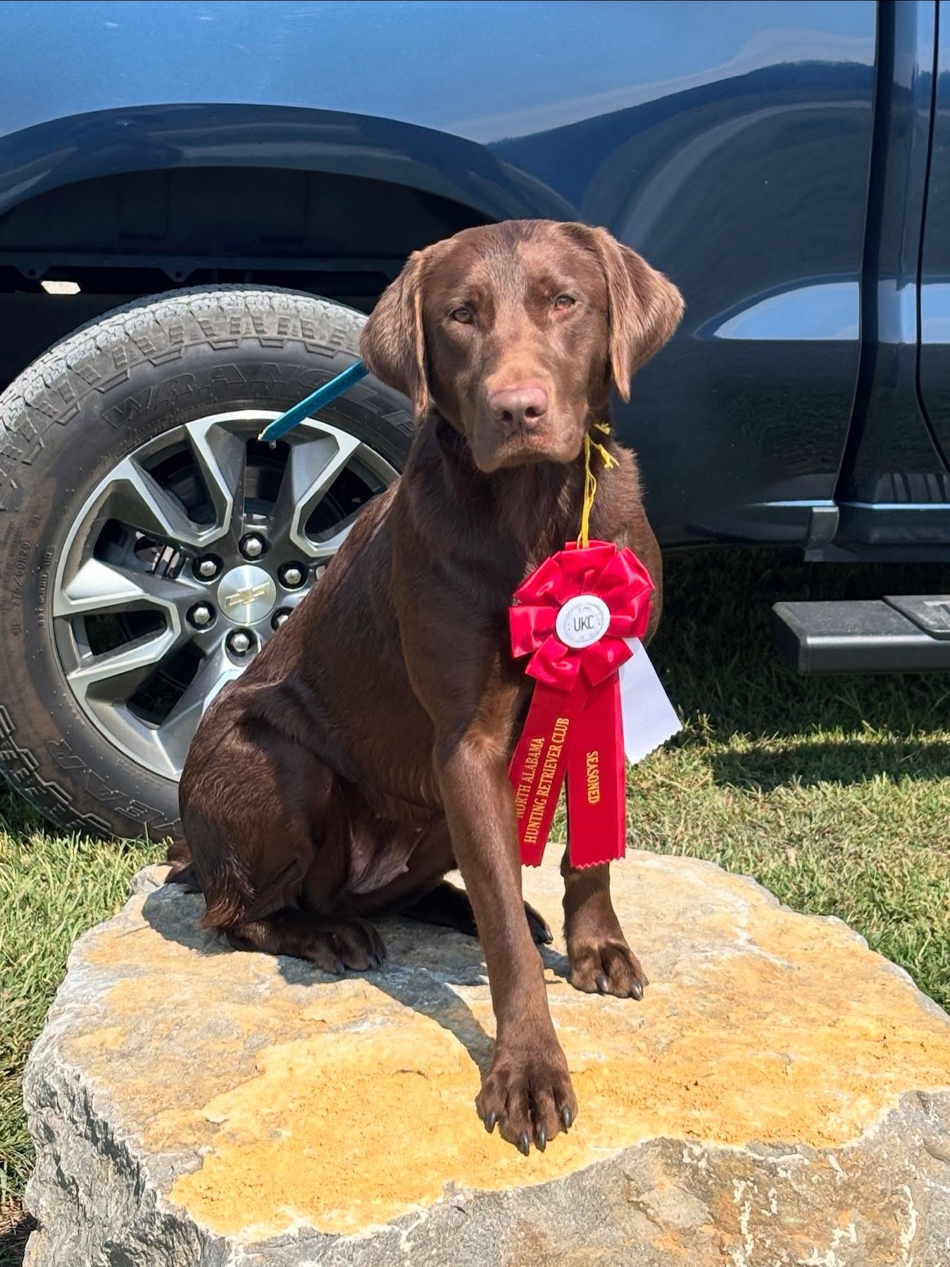 Delayed congrats to this crew of pass/title from hunt test 2wks ago. Always enjoy seeing the payoff at different stages of the game.
.
.
.
#schillingsgundogs #schillingsgundogstraining #sgdtraining
#uplanddogtraining #uplanddogtrainer
#gundogtraining #gundog #sgdtraining #sgdtraining_seasoned #sgdtraining_finished