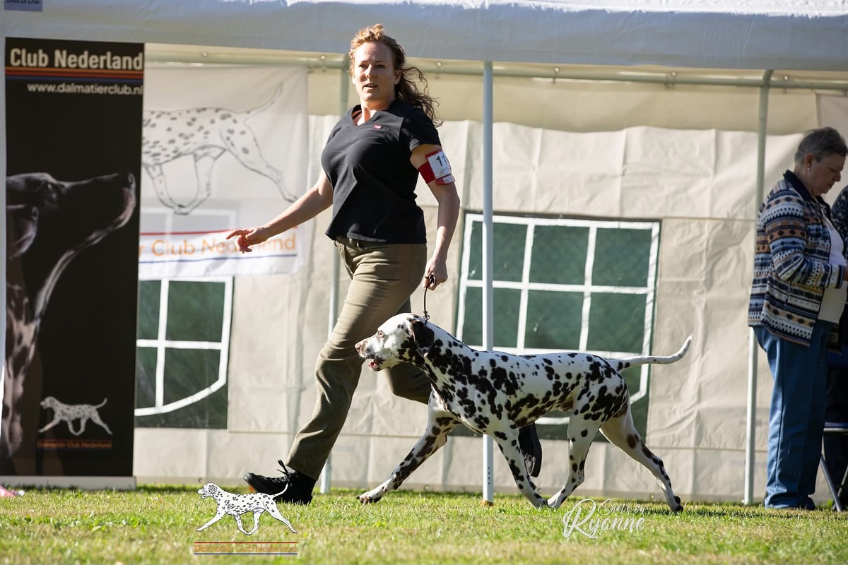 Sweet and handsome Percy 😍 Ravenhood’s Emotional Étienne (Spotnik’s Viking Victory X Gleamy Garnet vom Teutoburger Wald)
Photography by: @shotsby_ryanne