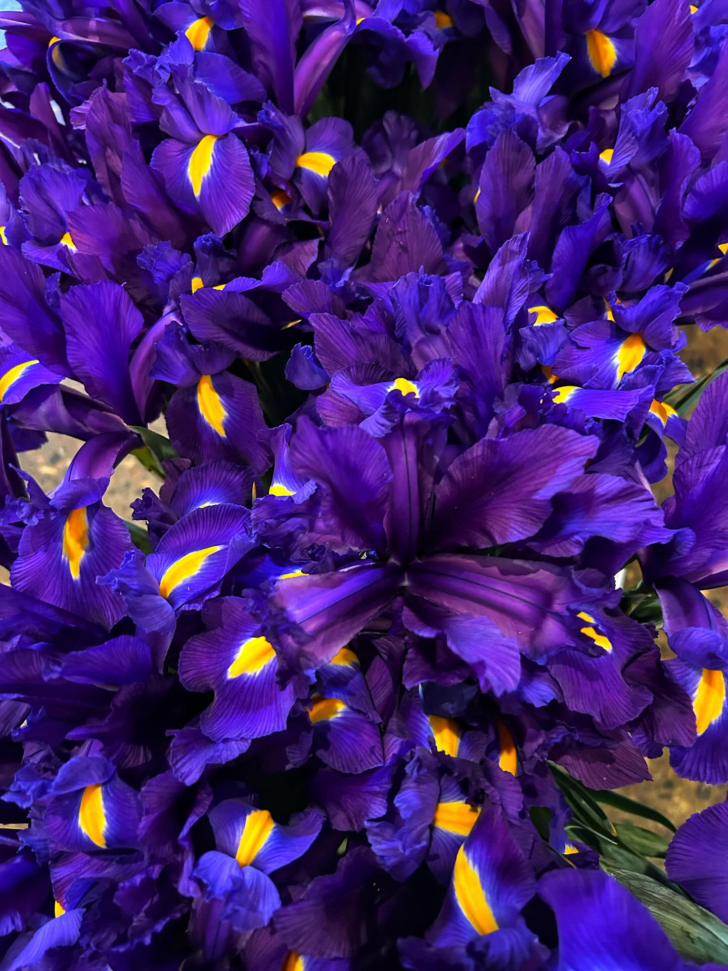 We just got some beautiful Dutch Iris from a local farmer 💕