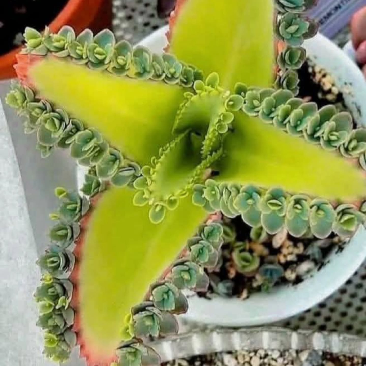 🌱✨ Nature’s Tiny Architects at Work! ✨🌱
Meet the Mother of Thousands (Kalanchoe daigremontiana) — a true show-stopper in the succulent world. Each edge of its striking leaves is lined with perfectly formed baby plants, ready to drop off and root wherever they land. 🌿💚
This living sculpture isn’t just beautiful; it’s a conversation starter. One plant can become a mini forest of succulents all on its own! Perfect for anyone who loves a low-maintenance, high-impact plant that practically does the propagation for you. 🌞🌵
Would you grow one of these at home? Tell us below ⬇️ and tag a friend who needs to see this plant magic! 🌟
#ChicagoBloom #SucculentLove #PlantGoals #UrbanJungle #IndoorGarden #MotherOfThousands #SucculentAddict #HouseplantJoy #RarePlants #GreenLiving #GardenDesign #PlantStyle #PlantMagic #BotanicalWonder #PropagationNation #SucculentObsessed #GardenInspiration #LeafLove #PlantDecor #PlantTherapy #TinyPlants