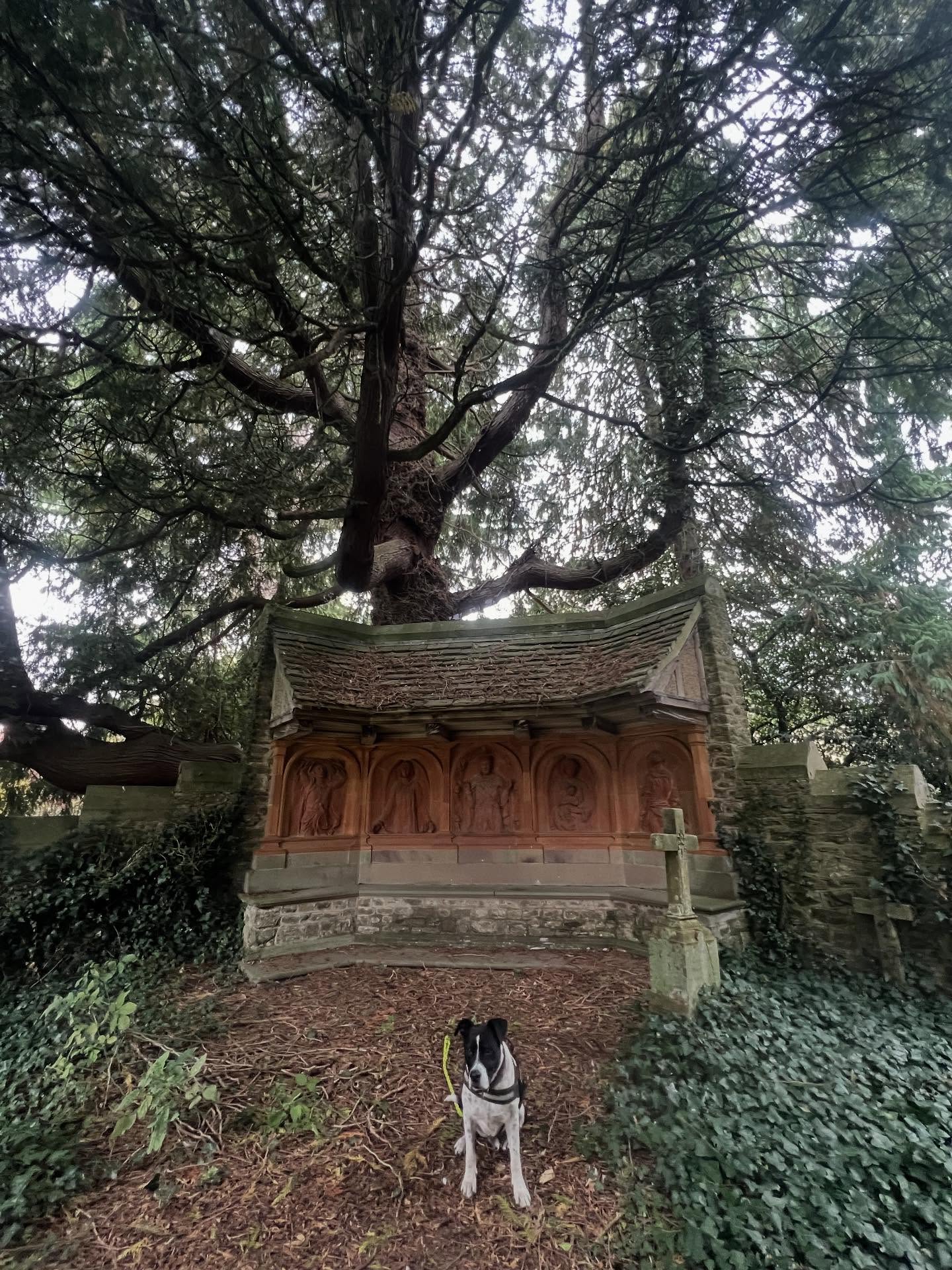 Great #tree and #fungi walk with #gentarbdog around #eastnordeerpark 🌳🌲🎄🌳 thanks to @arbinnovators for the tip