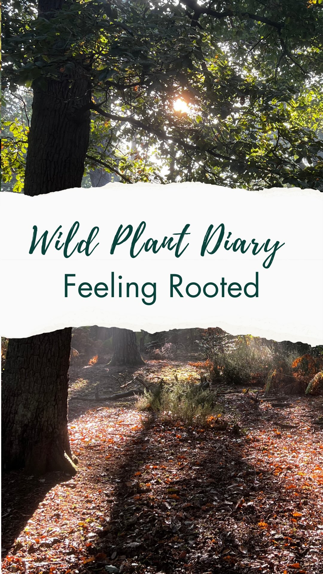 Yesterday I was walking home with my two daughters, acorns crunching beneath my feet, and I realised how much this maternity leave has changed me.
For a while I hadn’t felt like myself. There was no time for self care, and I was physically adjusting. Finding a new rhythm as a family of four has been a journey.
But I decided to make the most of the time to be actively present with my girls and to get out into nature whenever we can.
Luckily we have a woods at the end of our road. But life is busy and we don’t always get there. Sometimes we just notice the plants around us on the verges or in the back garden.
And so slowly, the green spaces have become more than just a backdrop to our days. With the baby curled against me in the sling and my eldest racing ahead, they’ve become a place where I feel rooted again.
In the past couple of weeks these Wild Plant Diaries have become a fun punctuation to our days. My five year old loves doing the voiceovers, and the baby is always there with us, part of it all.
Somehow the oaks, the leaves, even the birdsong remind me of who I am beyond the busyness of life. It doesn’t feel like escaping. It just feels like belonging again.
🌸🌱 Follow me for my Wild Plant Diaries. Little glimpses of folklore, foraging, and the wild around us. 🌿