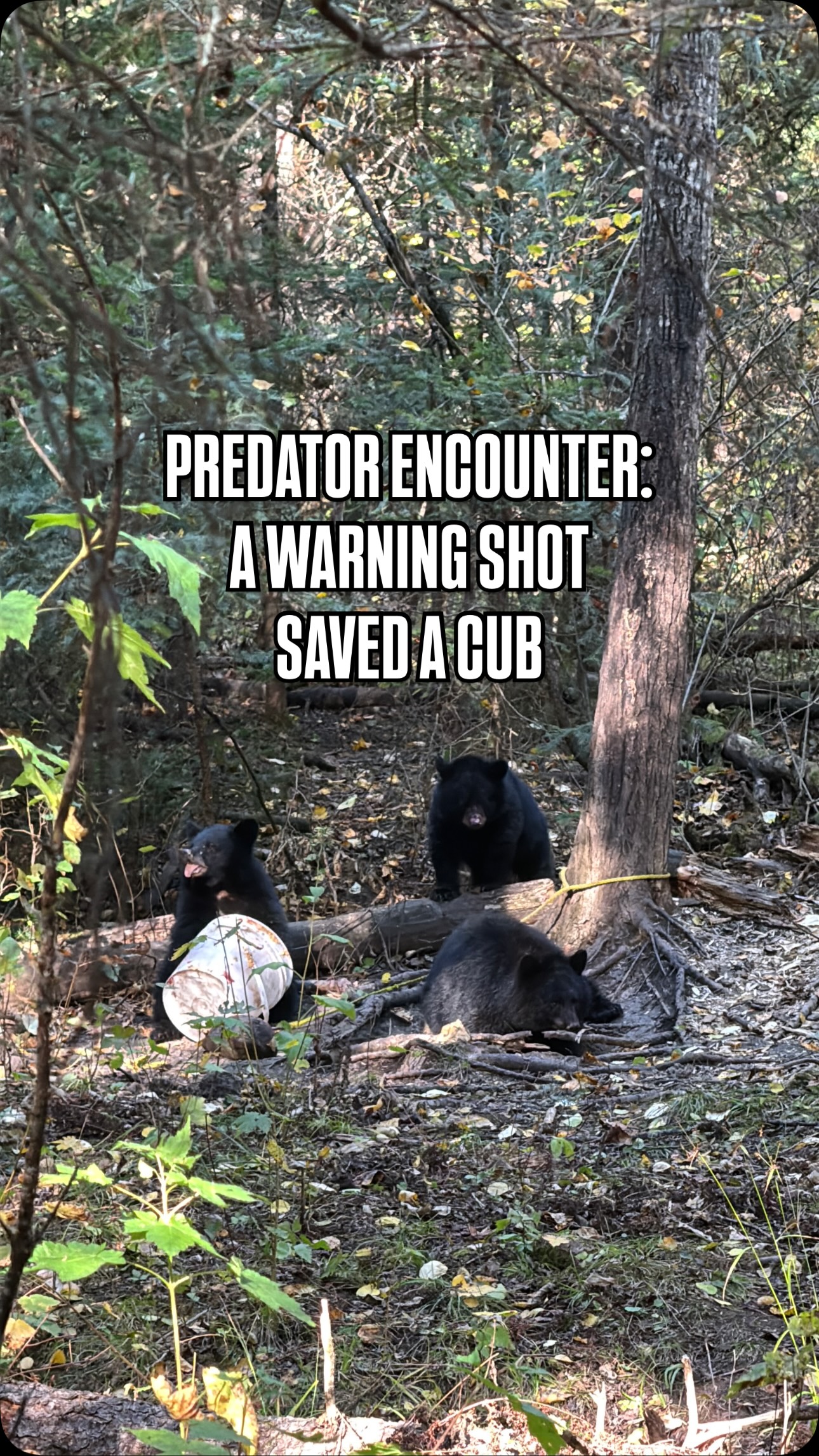 We’ve all heard the phrase “be aware of your surroundings”… but sometimes a moment in the wilderness truly drives the point home. This was one of those moments. 🐻🐺
While at a bear bait, a predator encounter unfolded in front of us. A wolf came in and went for a bear cub, and a split-second decision to use a warning shot was what saved the cubs life.
No animals were harmed, but the event was a powerful reminder: the outdoors can be unpredictable.
Situational awareness and predator safety are not just for licensed hunters, they are essential skills for anyone spending time in nature. It doesn’t matter how experienced you are; the unexpected can always be just around the corner.
This is exactly why we emphasize wildlife awareness and predator safety training at I.C.S.O.S. It’s about being prepared for anything, so you can handle a situation like this safely and responsibly.
Ready to learn more? Check out our website for a full list of our online and in-person courses designed to help you stay safe in the wild! Link in BIO!
#wolf #whitewolf #outdooreducation #wildlife #wildlifeawareness #predator #blackbear #bearcubs #hunting #huntingseason #wildlifeencounters #wildtv #landbased #prepared #canada #huntersafetysystem #outdoorsafety #cygnetlake