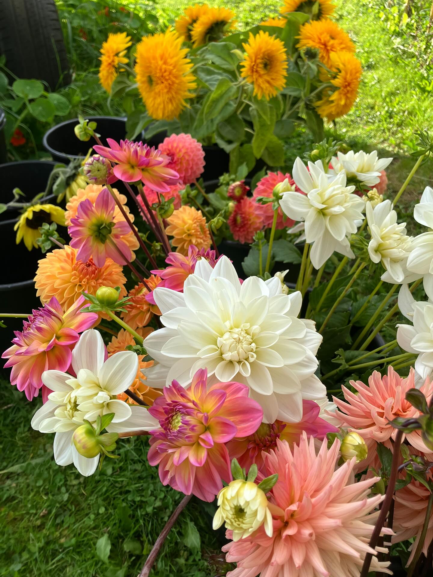 Jeg nåede lige præcis at plukke inden regnen kom 💚💚💚
I en ellers ret mærkelig tid er blomstermarken et fredeligt sted at være. Jeg er begyndt at glæde mig til efterårets gravearbejde, det gør noget godt, det der med bare at arbejde sig igennem noget der godt kan virke uendeligt og så på et tidspunkt opdage at indsatsen nytter. Det handler ikke altid om at blive færdig, for hvad er egentlig færdig når man har med blomster at gøre 😉 det handler mere om at have gjort det man havde lyst til, og se at det blev til noget godt 😘