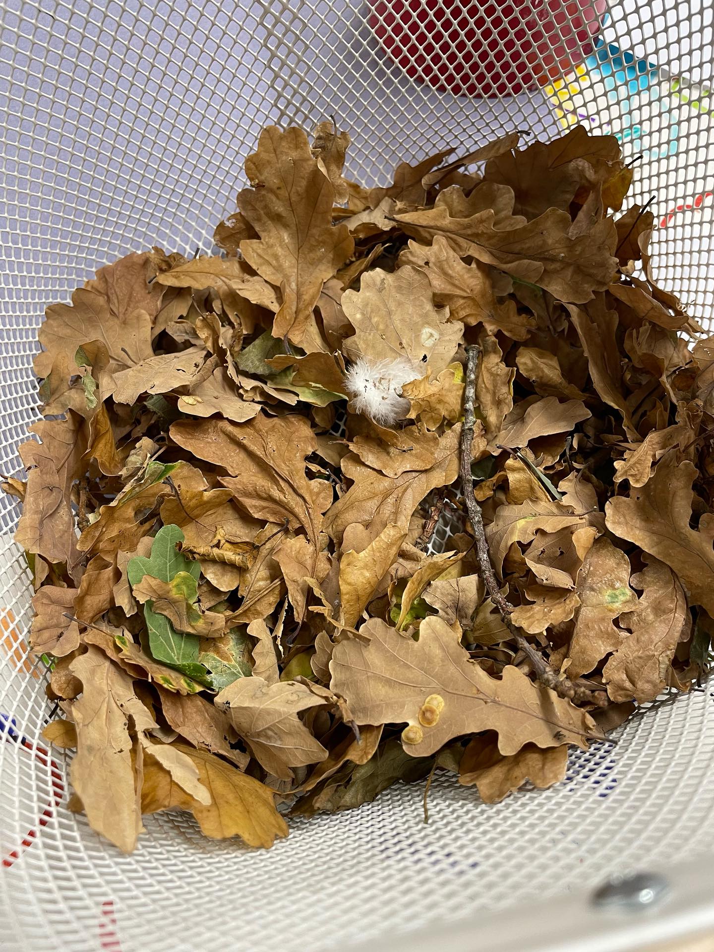 After collecting some autumn leaves, we thought about what we could make with them. We looked at different animals and decided the leaves were similar to a hedgehog… the leaves were brown, hard and a bit spiky. 🦔🦔