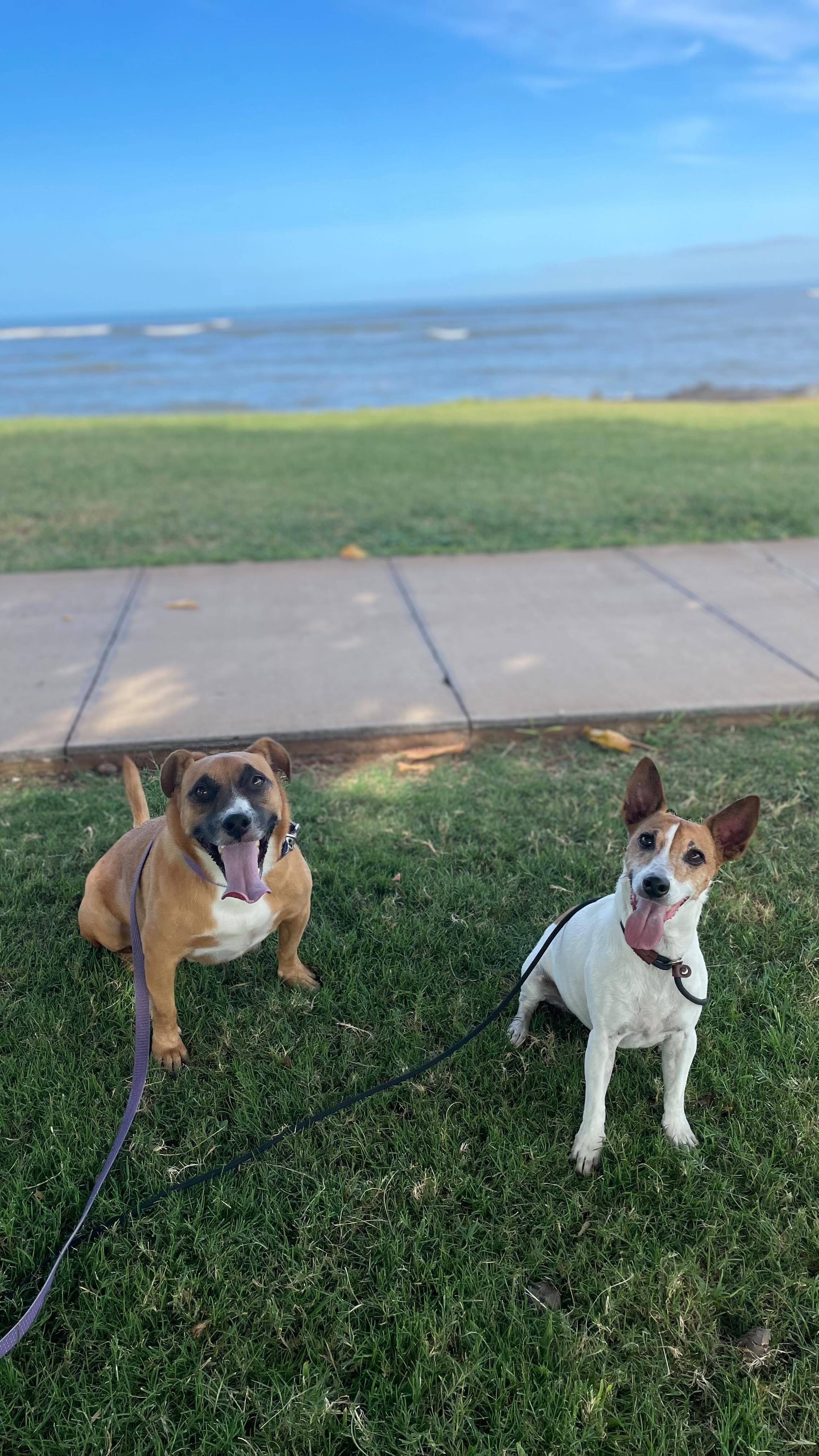 🍂 Fall is here, and that means cooler walks, crunchy leaves, and extra tail wags! 🐾
Daily walks keep your pup happy, healthy, and calm — and we make sure every walk is tailored to their needs, no matter the breed, age, or energy level. Join our Pack Hike or book a private Drop In or Dog Walk!
Nothing pairs better with pumpkin spice than a tired, content pup. 🎃🐶
📩 October Pack Hike and Walk/Drop In Visits Available!
#mauidogwalking #mobiledoggrooming #hawaii #doggrooming #lbc #longbeachca #dogwalking #autumn #fall #signalhill #bixbyknolls #sanpedroca #dogmoms #doggo #doglovers #dog #california #socal #oc