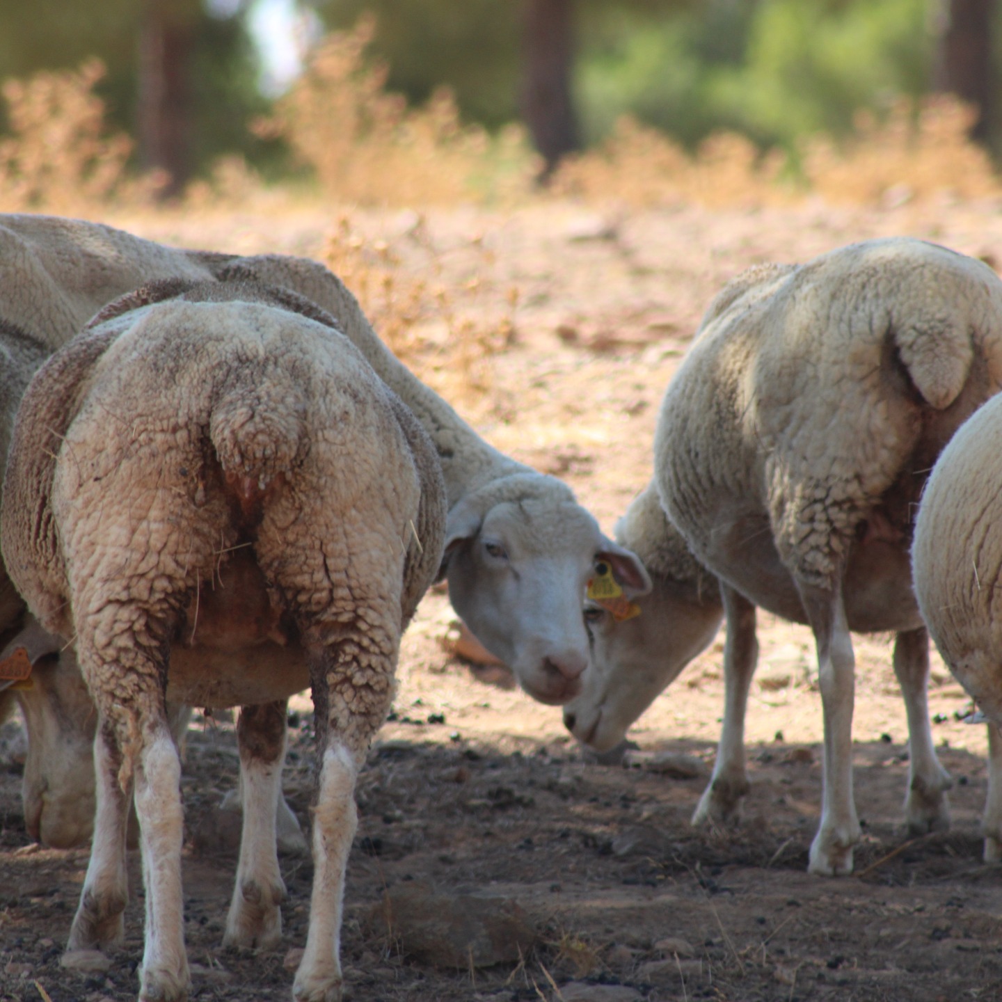 No coração do Alentejo, estende-se um campo dourado, ondulado pelo vento quente da planície. A paisagem é ampla e serena, pontuada por sobreiros e azinheiras que oferecem sombra ao gado. Um rebanho de ovelhas passeia calmamente, espalhado pela charneca, salpicando de branco o tom amarelado da erva seca. O silêncio apenas é interrompido pelo tilintar dos chocalhos e pelo balir suave dos animais. Ao longe, o céu azul profundo encontra-se com a terra, num horizonte que parece não ter fim. É uma imagem de paz, intemporal, que traduz a essência tranquila e autêntica do Alentejo.