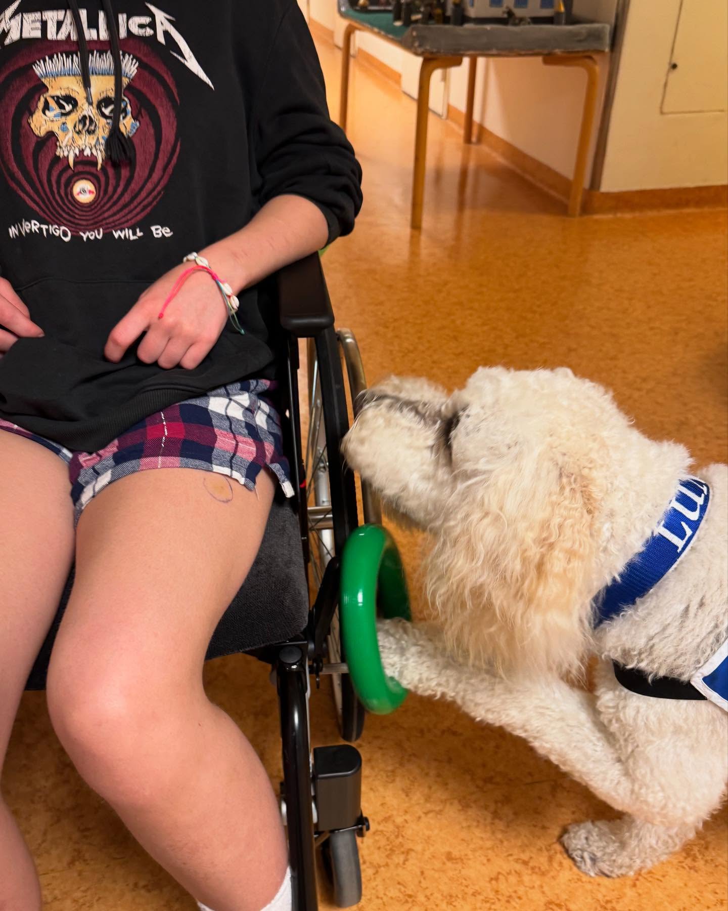 Sjukhushunden - så klok & anpassningsbar💞 Är konen som man ska lägga ringen på för långt bort ifrån barnet - då hänger man självklart ringen på rullstolen i stället🙏 #sjukhushund #sjukhus #hund #hospital #dog #klok #clever #Mälarsjukhuset #MSE #regiongavleborg #akademiskasjukhuset