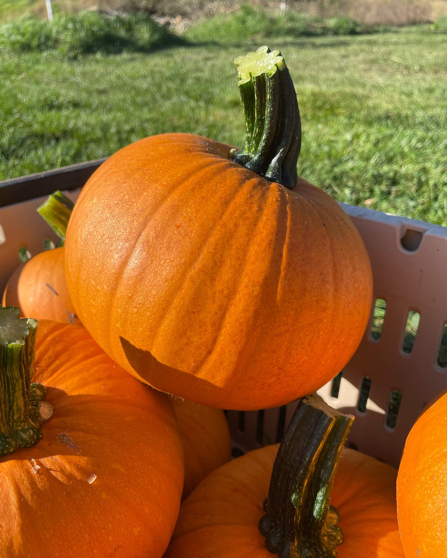 The fall harvest is rolling in. Our CSA got some of the red butter head lettuce this past week (last picture) and they are getting some of the rainbow maize this week. Come by market tomorrow for delicious fall lettuce, squash, carrots, beets, and tomatoes to just list a few of the many crops we will be bringing.