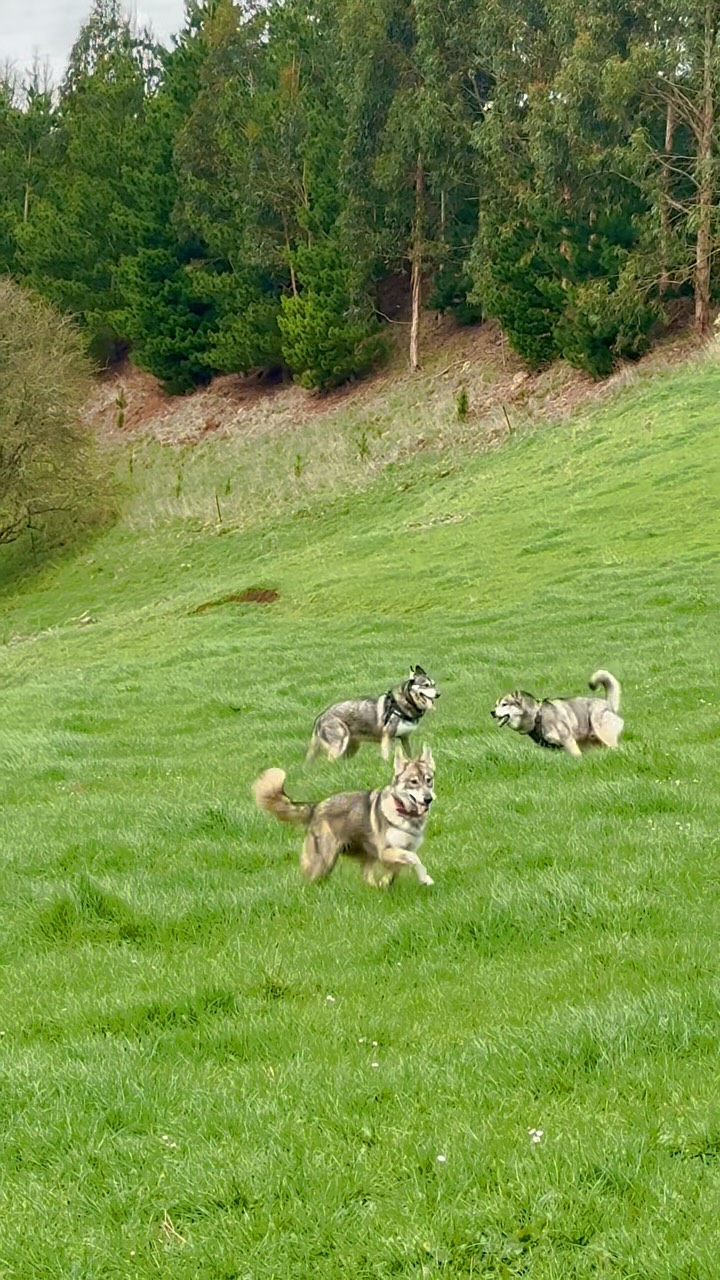 A feel good Sunday meadow romp at Narracan Falls 🍃