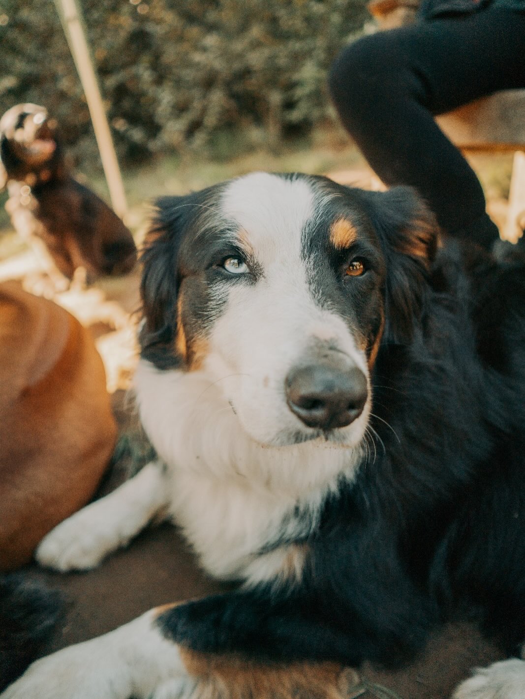 Enjoy some of the CUTEST candid photos @seraholiviaphotography has taken of our pups today!🐶 we couldn’t be anymore obsessed if we tried 🤎🥰🐶