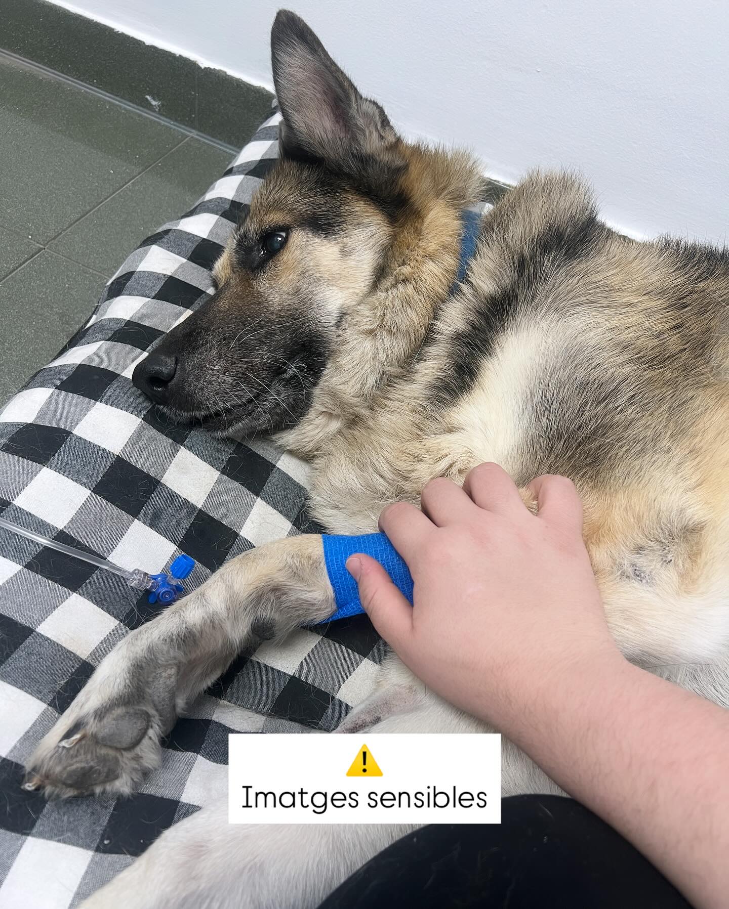 ⚠️PIÒMETRA EN GOSSES⚠️
Fa uns dies va acudir a consulta esta gosseta perquè els propietaris van vorer que bebía molta aigua, estava decaiguda i presentava una secreció en la vulva. Després de fer una exploració general, ecografía i analítica es va donar un diagnòstic de Piometra i es va decidir operar. 👩🏻⚕️ La matriu i el contingut pesaben 2,3kg ⚠️
Tan sols han passat unes dies i Linda està recuperant-se poc a poc. Moltes forçes per a esta campiona de 13 anys 🩵🐶
La piòmetra és una infecció greu de l’úter que pot posar en risc la vida de la teva gossa.
👉 Apareix sobretot en gosses adultes que no han estat esterilitzades.
🔎 Símptomes més comuns:
• Decaïment i falta d’energia
• Set excessiva i molta orina
• Vòmits o diarrea
• Inflor abdominal
• En alguns casos, secreció vaginal
⚠️ És una urgència veterinària! Si sospites que la teva gossa té piòmetra, cal portar-la immediatament al veterinari.
💡 Prevenció:
L’esterilització és l’única manera real d’evitar la piòmetra.