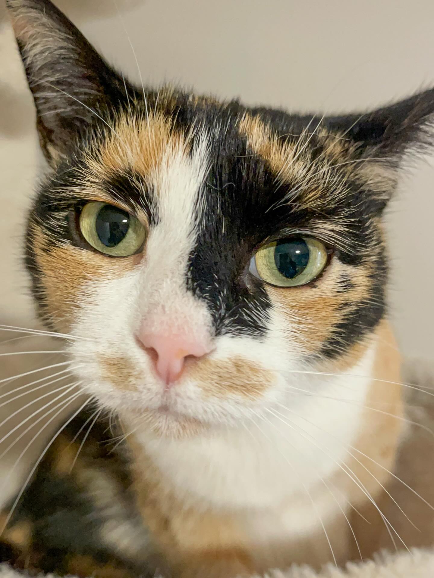 🐾✨ Willkommen in der Katzenpension FellLIEBE! ✨🐾
Heute hat uns ZWIEBELCHEN mit ihrem zuckersüßen Blick verzaubert. 💕🐱🌸
.
.
.
.
#Katzenpension #Katzenliebe #Samtpfote #Katzenaugen #Fellnase #Katzenpension #FellLIEBE #Katzenliebe #Samtpfote #Neuzugang #katze #liebe #katzenpension #fellliebe #siegen #pfoten #hilchenbach #kreuztal #olpe #cat #katzenalltag #katzenurlaub #katzenhotel #haustierbetreuung #siegerland #kreissiegenwittgenstein
#urlaubmitkatze #schnurrparadies #pfotenfreunde