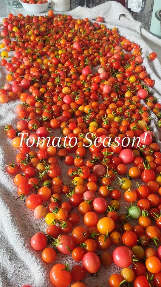 Tomato harvesting season means no room to sit at the table anymore and all windows lined up with Romas! Lol this is only 1 harvest of probably 2 more big harvests. Cherry tomatoes were so flavorful this year!