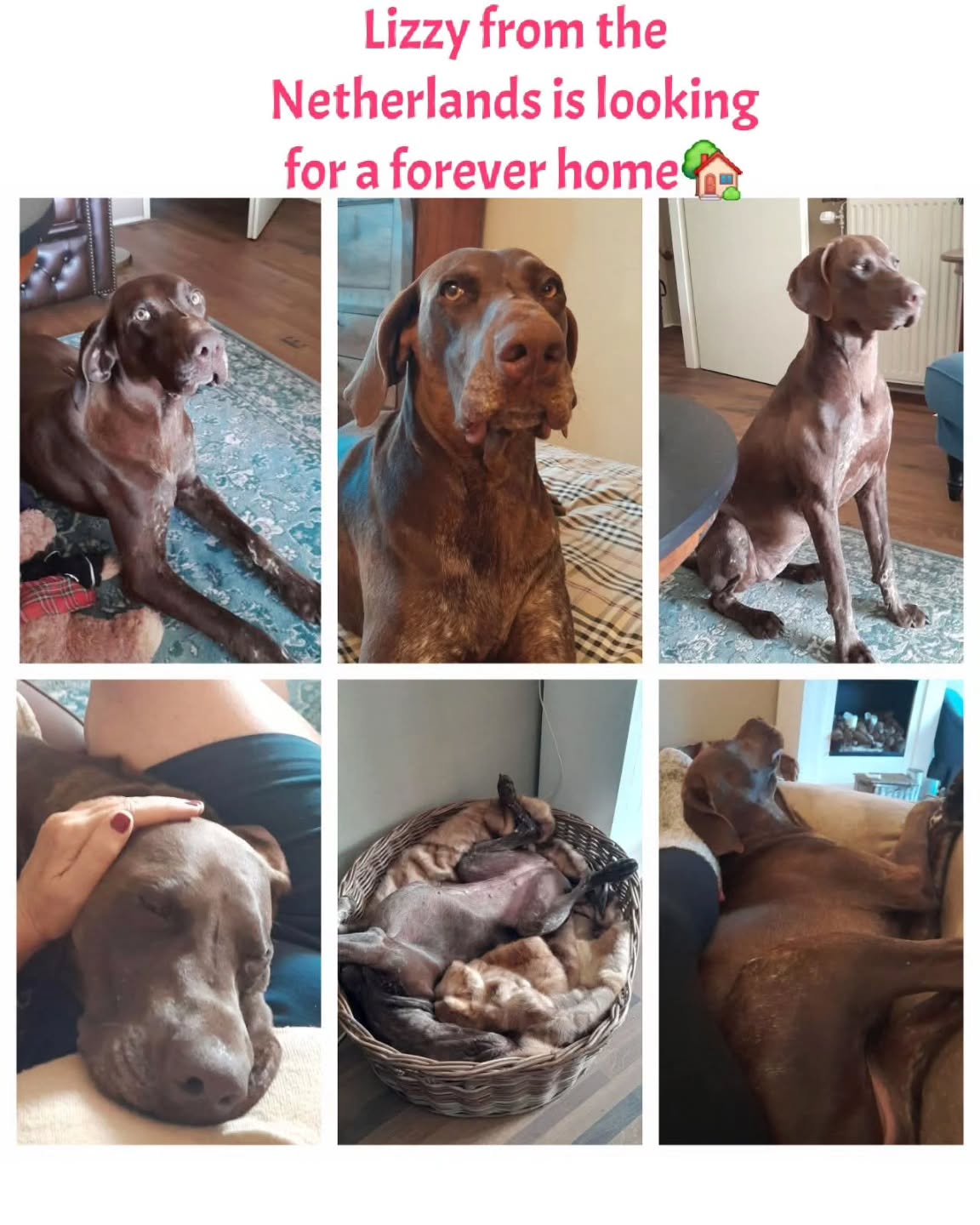 Thank you very much for your contribution
❤️🐾 Debby Leeves
€12,80
❤️🐾 Martine Pollefliet
€50,00
❤️🐾Patty Lippits
€20,00
❤️🐾 Bamberg Cohan
€10,00
❤️🐾Natascha van Dam
€10,00
❤️🐾Carlijn & Bliss Van Cronenberg
€10,24
❤️🐾Marian Priem
€5,13
❤️🐾 Anonymous donor
€15,31
❤️🐾NP deZwart
€50,00
❤️🐾Freya Ruiter
€7,68
❤️🐾Danielle Mertens
€10,00
❤️🐾 Fenja Bosman
€5,00
❤️🐾Conny Neuburger
€5,13
❤️🐾 Anita Post
€10,25
❤️🐾P.E Beerman de Mann
€25,00
❤️🐾 EMP van Aarle
€20,00
❤️🐾Maaike Aal
€25,65
❤️🐾Debbie Jonkhart
€7,58
❤️🐾Rene Neuburger
€30,00
❤️🐾 Nelly Mahu
€15,00
❤️🐾 Noortje Noordermeer
€25,00
❤️🐾Anonymos donor
€10,00
❤️🐾Minette Jacobs
€25,65
❤️🐾Joop and Riet Priem
€5,13
❤️🐾Anonymous Donor
€25,59
We appreciate your wholehearted support💖
Contact via email: gsprescuehr@gmail.com
Website: https://www.gsprescuehr.com/nl/contact.
#dontshopadopt#gspoftheday #gspcommunity#germanshorthairedpointerlovers #germanshorthairedpointerlovers #pointerlovers #gspcommunity #pointerlove #germanshorthairedpointer #birddog #pointersofinstagram #gsprescue #gspworld #gsp #gsplife #gsploverig #gsplovers #gspsofinstagram #gspuniverse @lydia_lidach #rescuedog #rescuedogsofinstagram #rescuedismyfavoritebreed#deutschkurzhaar