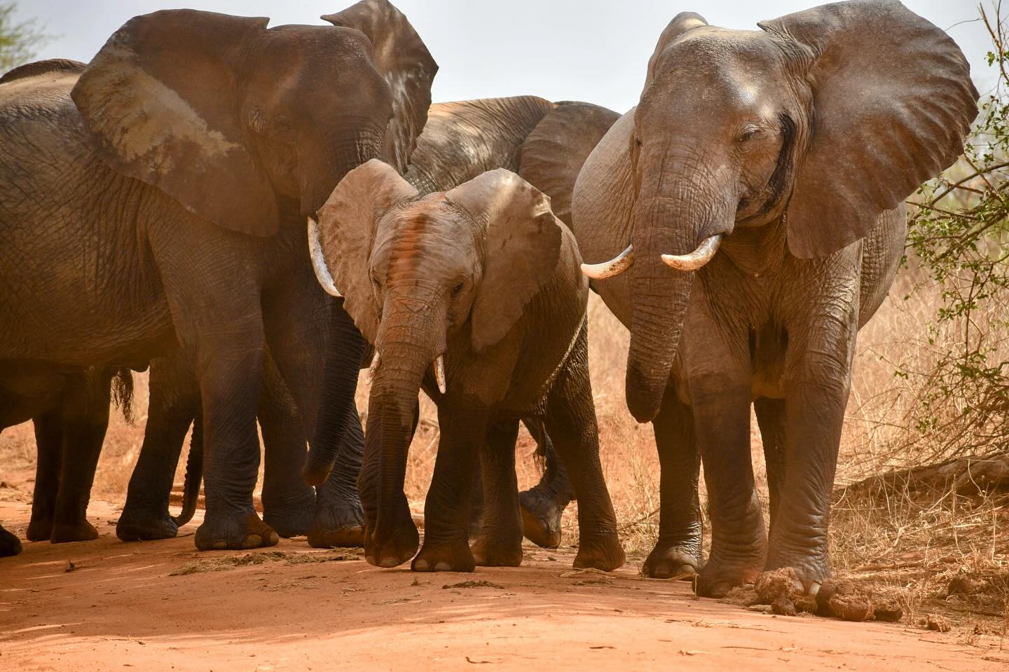 A few moments from an unforgettable trip!
One year ago, I had the privilege of visiting Tsavo Trust alongside Cheyenne Mountain Zoo. It was an incredible honor to witness firsthand the meaningful impact Tsavo Trust is making for both wildlife and local communities.
From establishing community conservancies and supporting the Kenya Wildlife Service to creating sustainable financial frameworks to protect Tsavo, their work is as far-reaching as it is inspiring. It’s difficult to fully capture the depth and complexity of what they do in one post, but I’m deeply grateful for the time spent on the Tsavo reserve!
Thank you again @tsavotrust for all that you do!