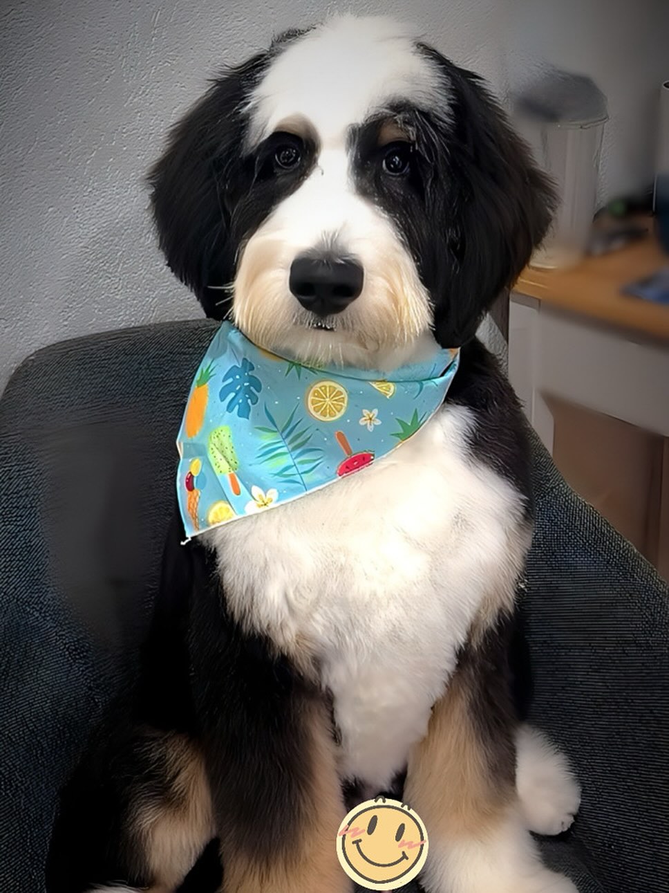 Baby Basil 🌿
Just a puppy when he came in for his first groom!
Want to book your pup in? Text or call us now (519) 241-1552.
#bythepondpetspa #doggroomers #doggroomerlife #doggroomersofig #smallbusinessowners #supportsmallbusiness #dogsofinstagram #northdumfriesontario #parisontario #womeninbusiness #dogsofinstagram #aplacetolovedogs #fortheloveofdogs #doggroomingofinstagram #paw #doggo #dogsofinstagramworld