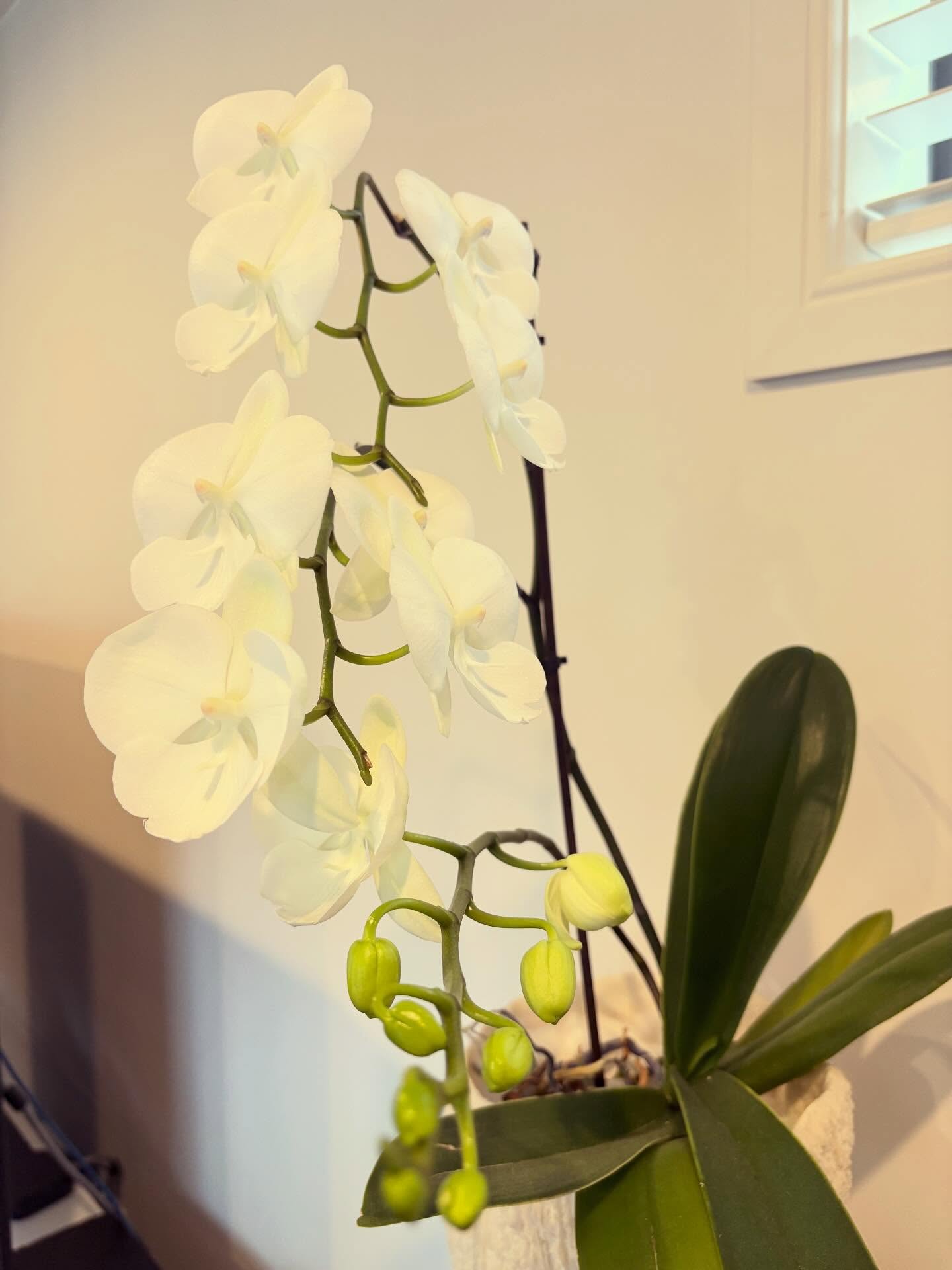 One thing I have never been good at is getting orchids to reflower… the spare upstairs bedroom was like an orchid cemetery! 🪦
However… it turns out the other upstairs bedroom climate (thanks @boshierbenjamin) is perfect!
Check this beauty out… and look at their little faces! #thingsthatbringmejoy