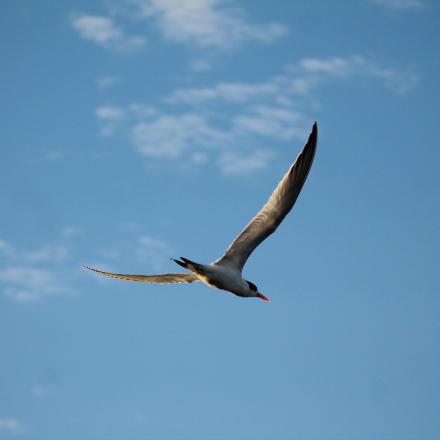 Una salida en Bahia Magdalena siempre se convierte en un espectaculo de vida silvestre. navegando desde puerto san carlos, tuvimos la fortuna de observar diferentes especies, como es el charran, pelicano cafe, ibis blanca, garza azul, patos buzos, variedad de gaviotas, gran garza azul, zarapicos, garceta nivea y muchas mas.
Por algo este lugar es un paraiso para observadores de aves, y no por nada es considerado un sitio RAMSAR (humedal de importancia mundial) ademas de una AICA ( area de importancia para la conservacion de aves), refugio de ballenas y otras especies marinas.
Un recordatorio de lo privilegiados que somos en Puerto San Carlos.
#birdwaching #bahiamagdalena #murillosbrosadventours #aves #naturalezaviva #sitioramsar #sitioaica #santuario #puertosancarlos #bajacaliforniasur #mexico #canonrebelt3