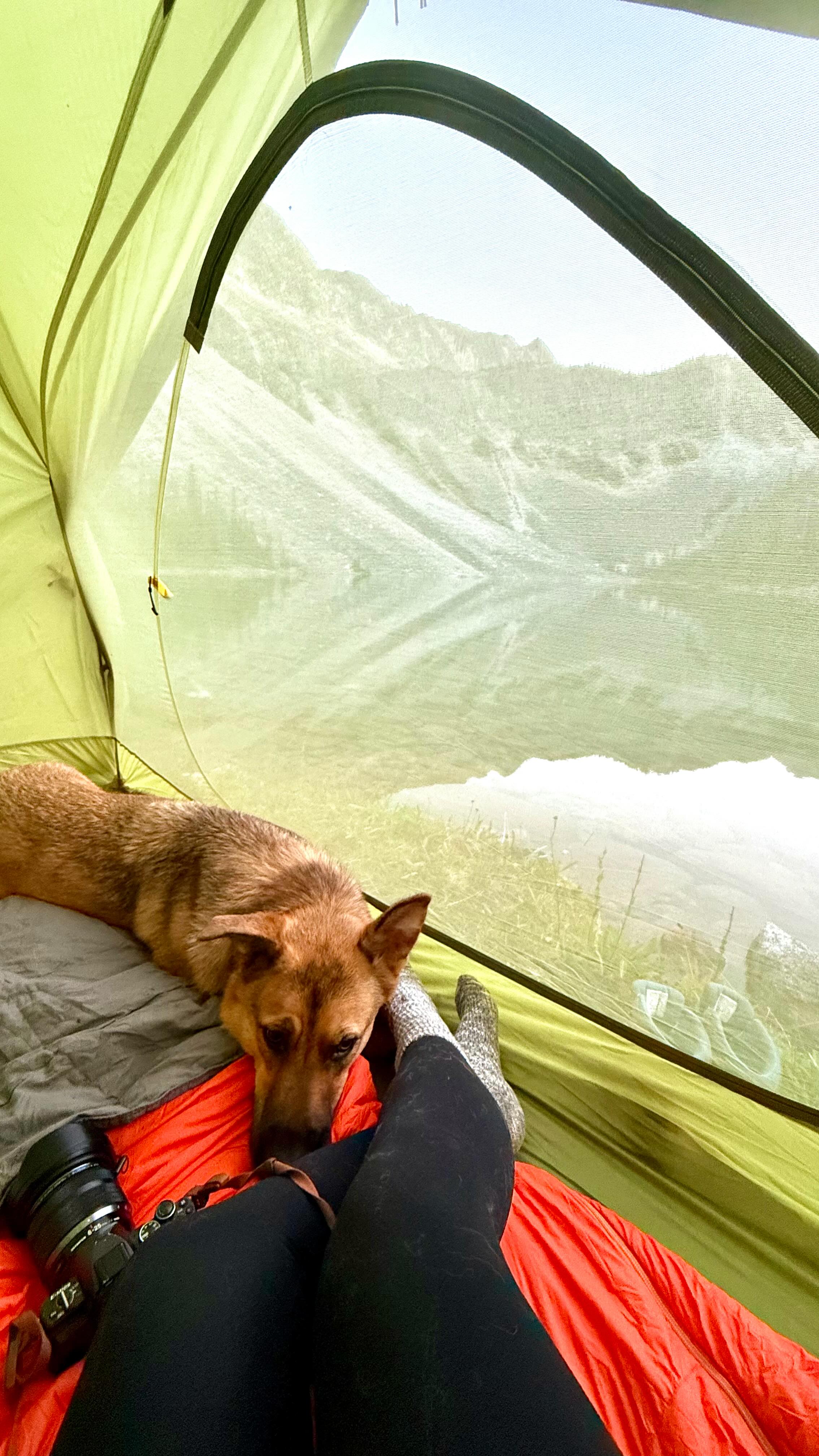 365 days of Miti 🖤
On day one when we rescued Miti, our hearts were still healing. After tragically losing Hank that past spring, I was wildly aware that
- maybe - it wasn’t the right time to add another member to our family.
Logically, my brain was telling me, “We should wait. Now isn’t a good time. You’re mentally not ready. We need to focus on setting our lives back up.” However, my broken heart took one look at Quinn, saddened and aging quickly without a companion, and I just knew we needed some light in our lives. Not only did we have so much love to give, but I knew there were so many dogs out there that need it, too.
So, a few weeks after arriving home from Europe, Quinn and I set off on our own road trip to Alberta so we could meet a sweet pup I saw online named Pickle. He was perfect. I fell in love with his kind eyes, indecisive ears, and bold spirit instantly. Within an hour, we started the 13hr drive home, and pulled into Banff to spend our first night with him in a tent- wasting no introduction time to how his new family travels! Over the last year, Miti has constantly reminded us that we made the best decision that day. He brought all three of us back to life, and has grown (like a weed 😱) into a loving, goofy and playful dog. I have yet to find him a person he doesn’t instantly love, or who doesn’t love him back. Miti is exactly what we’d lost, AND what we never knew we needed, all in one happy package. It’s almost like Hank hand-selected him for us, and we can see why 🖤
Thank you to @fosteringhopeanimalrescue and @lifeandtimesofrevy for giving this little pickle a second chance at life, and for taking such good care of him until we got to take over 🤍
#rescuedogs #vanlife #adoptdontshop❤️ #rescuedogsofinstagram #bestfriend #roadtrip