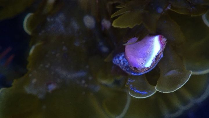 The kelp forest is full of surprises and mystery! Here are some things we have been looking at through our NEW microscope!
How many can you identify?
We are not sure what the last one is... Comment down below what you think it is!