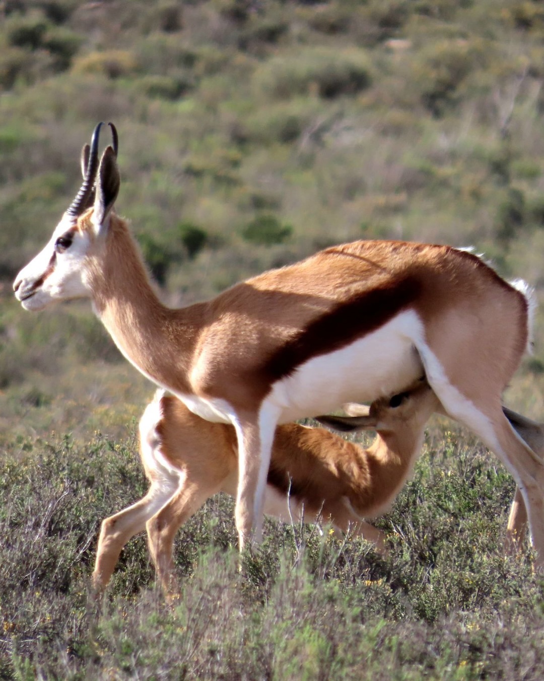 Spring at Rogge Cloof means one thing: baby bokkies!
Springbok calves are usually born as singletons after a five-to-six-month wait, and within minutes they’re already on their feet, steady and strong.
For the first weeks, mothers often tuck them safely under bushes while they graze nearby, before the little ones join nursery herds to play and grow together.
During winter, springbok usually stick to smaller groups, but this time of year the herds feel full of energy and movement again.
When you visit, you’ll spot them grazing around the farm, or join us for a Springbokkie feeding for a closer look.
Tap the link in our bio to book your stay and meet the newest arrivals on the farm.
#luxuryecotravel #darkskyreserve #travelsouthafrica #karoo #karoolife #karooaccommodation #hikingadventures #hikingsouthafrica #cheetahconservation #cheetah #sustainabletravel #stargazing #astrophotography #sutherland #astronomylover #wideopenspaces #natureescape #nightphotography #nightsky #astronomy #thisissouthafrica