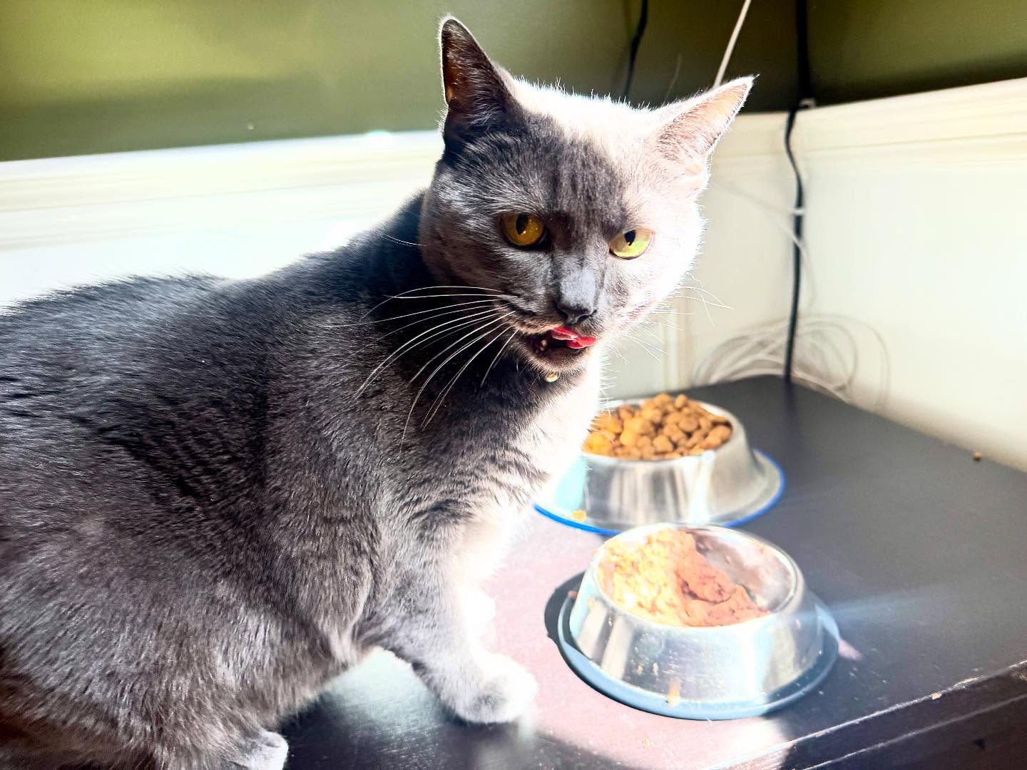 When someone has the nerve to ask you a question mid-bite. 😼🍴
#Hockessin #WilmingtonDE #TrolleySquare #DelawarePets #DelawareCats #DelawareBusiness #delawarepetsitting