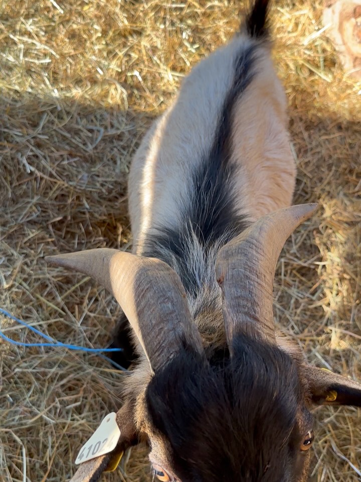 🌿 Vivre au rythme de la nature au ❤️ du @pnrdoubshorloger 🌿
En 2023, nous avons rénové une vieille maison de famille à Montécheroux pour renouer avec nos racines et nous reconnecter à notre essentiel… Aujourd’hui, nous sommes apiculteurs et partageons une mini ferme avec nos amis Annk & Nico 🐝🐓.
Notre chambre d’hôtes vous invite à découvrir ce quotidien, entre patrimoine, nature et moments simples mais précieux. 💛
#chambredhotes #MiniFerme #SéjourRural #Nature #Écoresponsable #AnimauxDeFerme #SlowLife #Partage #VacancesAuthentiques #Sensations #apiculture @payshorloger