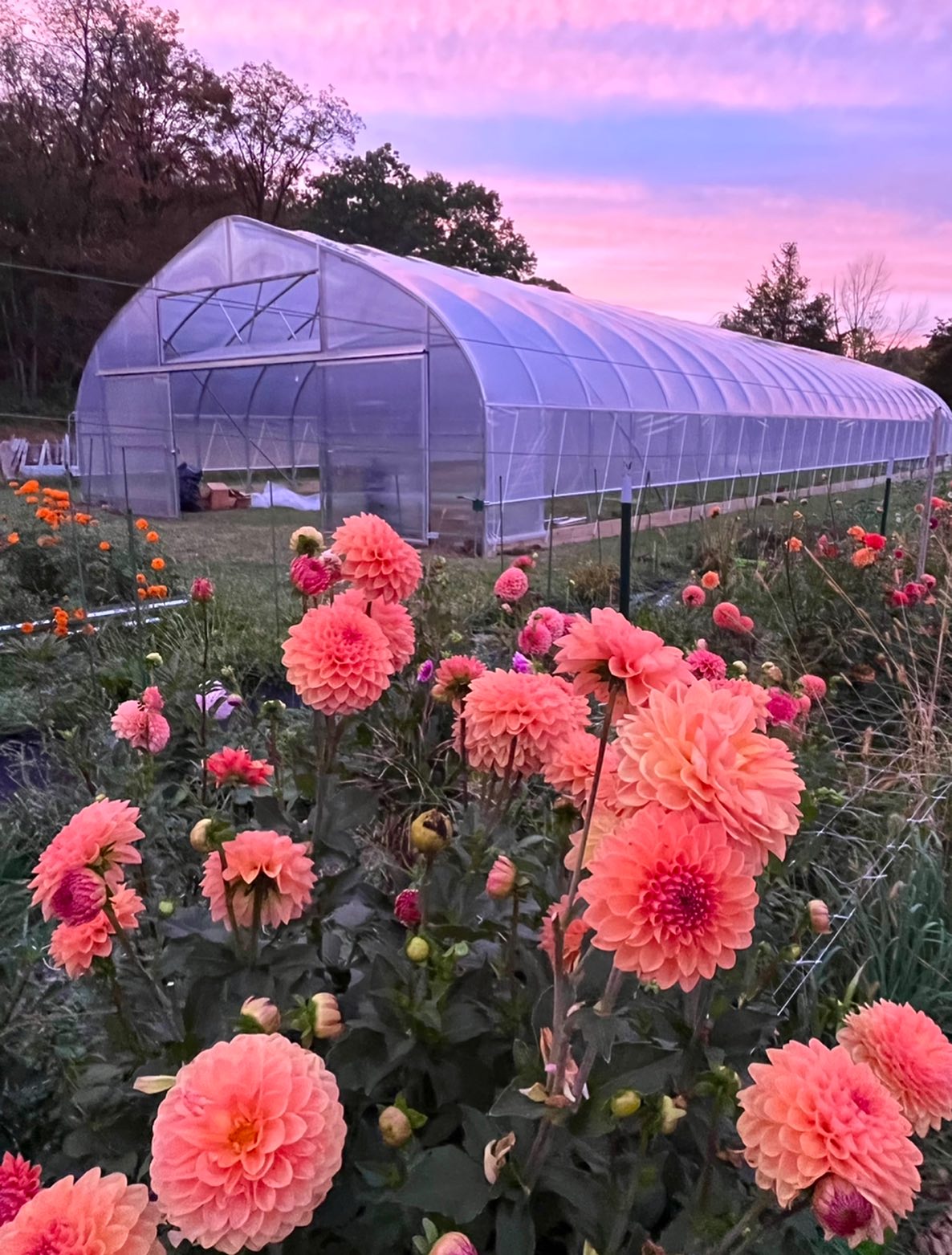 We applied for a high hoop house (greenhouse) from the USDA’s Environmental Quality Initiatives Program (EQIP) as soon we moved onto the farm last October. We were approved, and despite serious budget and staff cuts to the USDA — including our local office — we received our contract. Today, our hoop (which we’ve nicknamed “Hoopelujah”) was installed by a few hardworking Amish people from Pennsylvania. We’re so appreciative, it almost hurts.
Looking at the hoop from our field gave us the feels. A year ago, we were still in Brooklyn imagining a field of flowers — now, after a lot of hard work, we’ve settled into our new Climax digs — and we’ve got more flowers than we know what to do.
The hoop will be a game-changer, making it easier to level up our regenerative farming operations.
More on all of this soon — but for now, we’re going to relish this moment.
#highhoop
#greenhouse
#hightunnel
#hightunnelgrowing
#flowerfarmer
#upstateny
#climaxny
