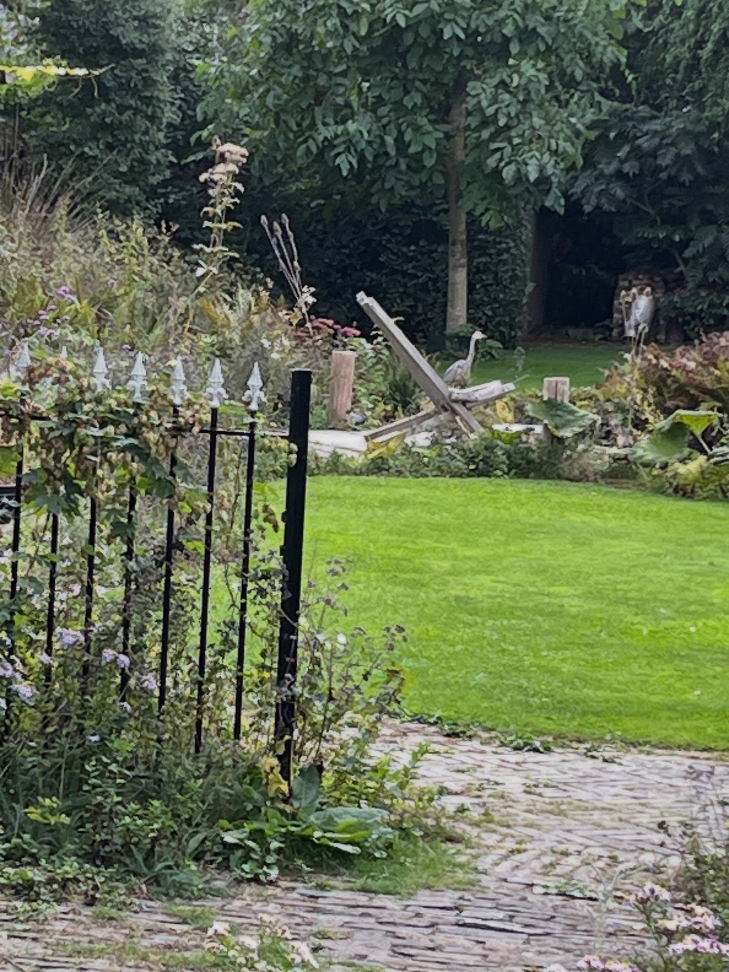 Een reiger op bezoek. De grondels, salamanders en groene kikkers zijn echt niet blij π₯²