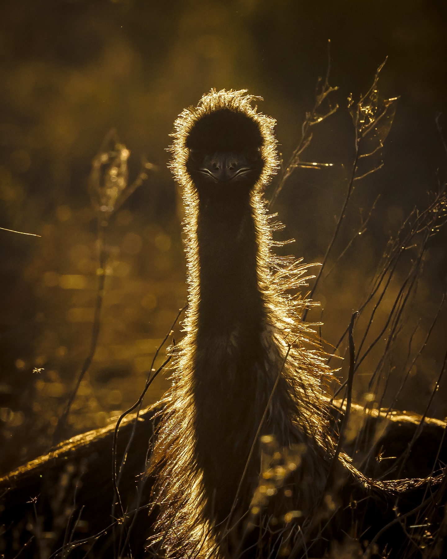 They are Emu-sing little critters.
#ausgeo