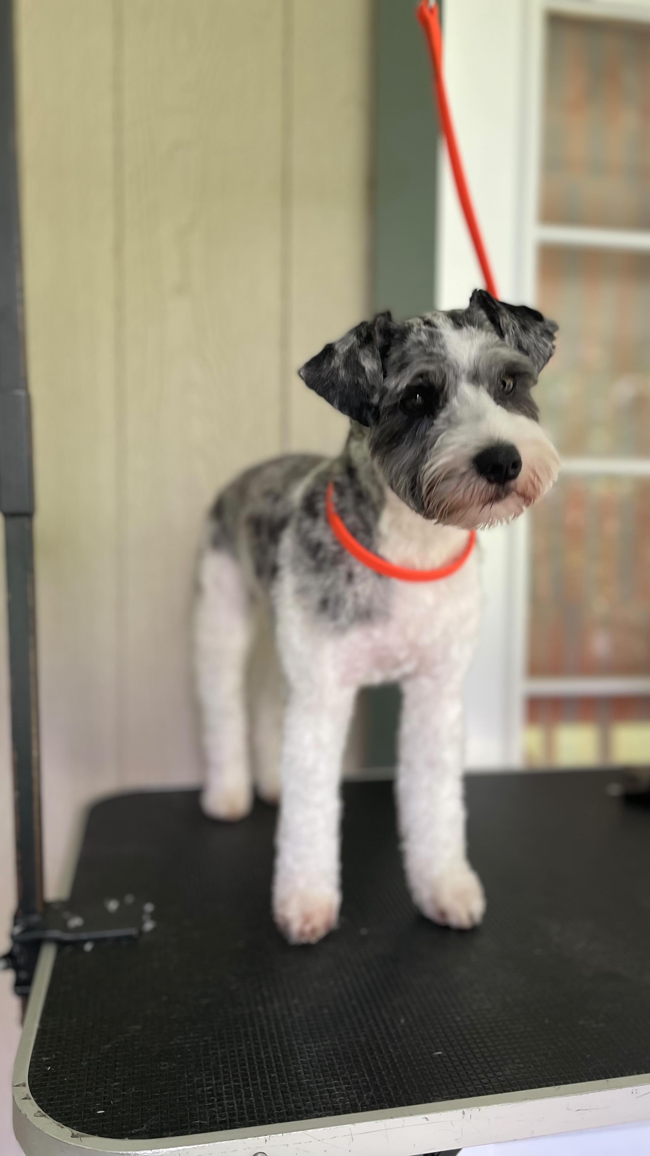 Day 101 of showing you how stress free grooming can be- even with a puppy!
✨ accepting new clients ✨
📌 book thru DM or link in bio!
🌎 So. Cal & Maui
#doggrooming #mauihi #hawaii #schnauzer #schnauzerpuppy #dogmoms #dogdad #doggie #dog #dogsofinstagram #mobiledoggrooming #hawaii #doggrooming #doggroomer #lbc #socal #longbeachca #cali #dogsalon #puppy #puppies #pupper #dogslife
