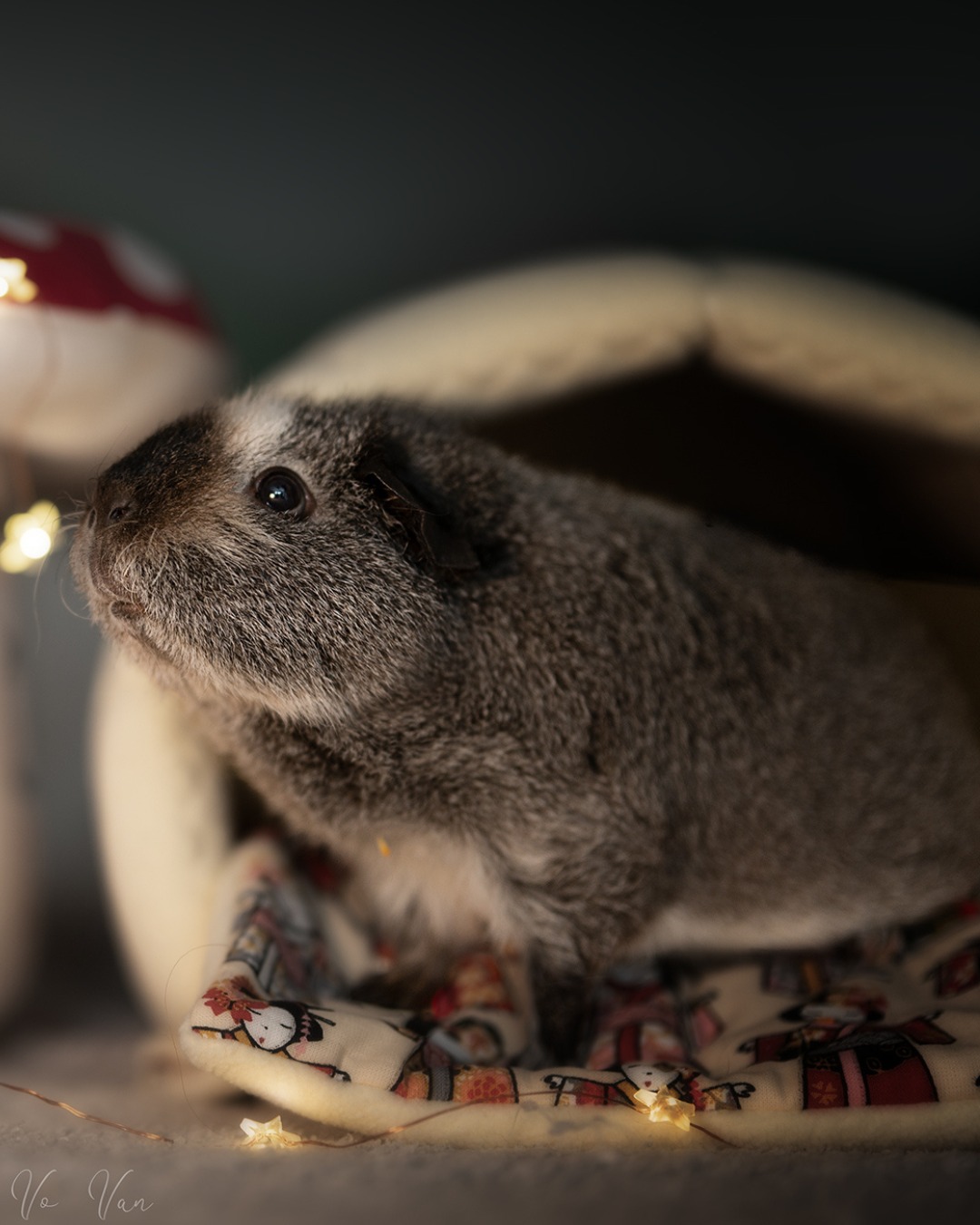 Nouveau !
Invitez vos amis à découvrir Quartier Des Nacs et chacun d'entre vous recevra une remise de 5 €. Partagez le bon plan !
Prenez soin de vos animaux avec Quartier Des Nacs
#QuartierDesNacs #Réduction #Parrainage #Économie #cochondinde #lapin #animauxdecompagnie