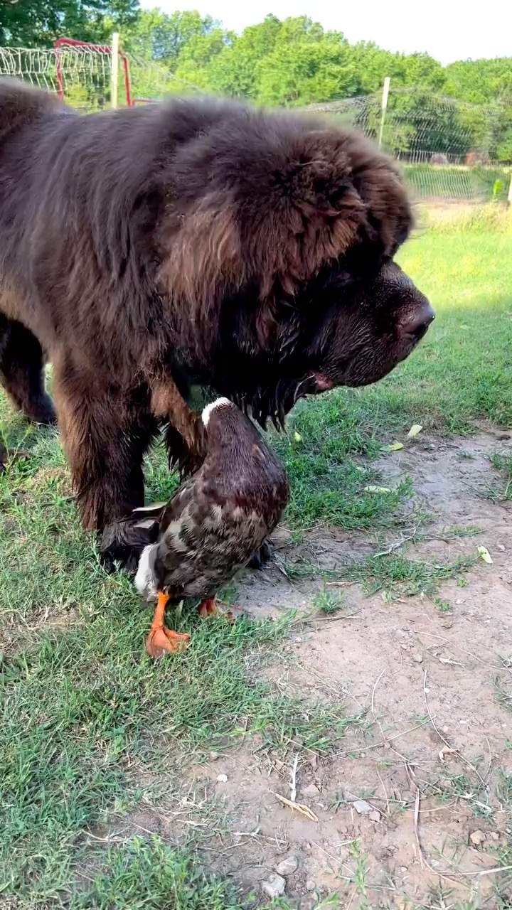 There is no such thing as "normal" around here.
#svenandolaf #bestfriends #duck #dog #dogsofinstagram #ducksofinstagram