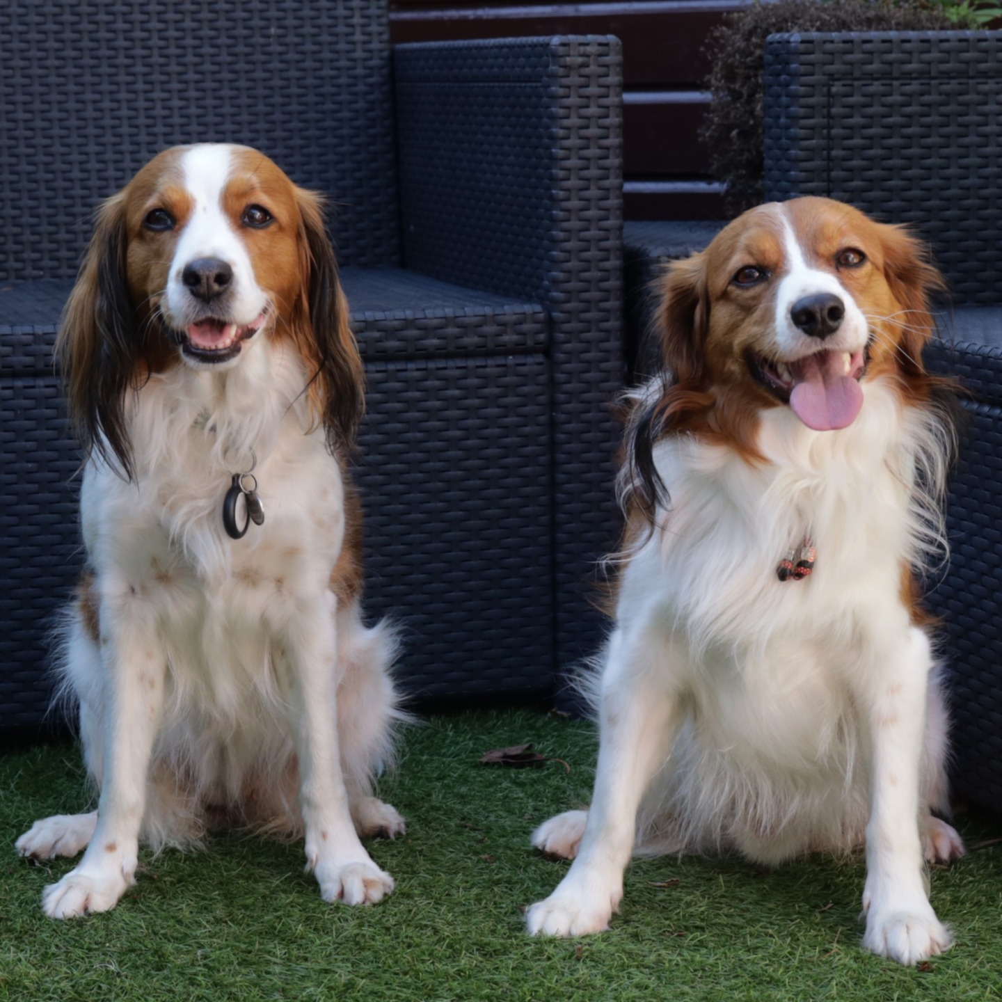 ✨ Indy & Seb ✨
Op 22 en 23 september was het zover: onze lieve Indy had een prachtige dekking met Seb! 🐶 Het was geweldig om te zien hoe ze meteen een klik hadden en elkaar het hof maakten.
Nu is het wachten op de echo over zo’n 30 dagen. Spannende weken dus! 🐾🤞🏼
We hopen in november een mooi nestje van Indy en Seb te mogen verwelkomen.
📩 Heb je interesse in een pup uit dit nestje? Er is nog plek op de wachtlijst! Meld je aan via het contactformulier op de website of lees meer in de blog!
#Kooikerhondje #HetGooisForest #Kooiker #kooikersofinstagram #kooikerpuppy #PuppyOpKomst