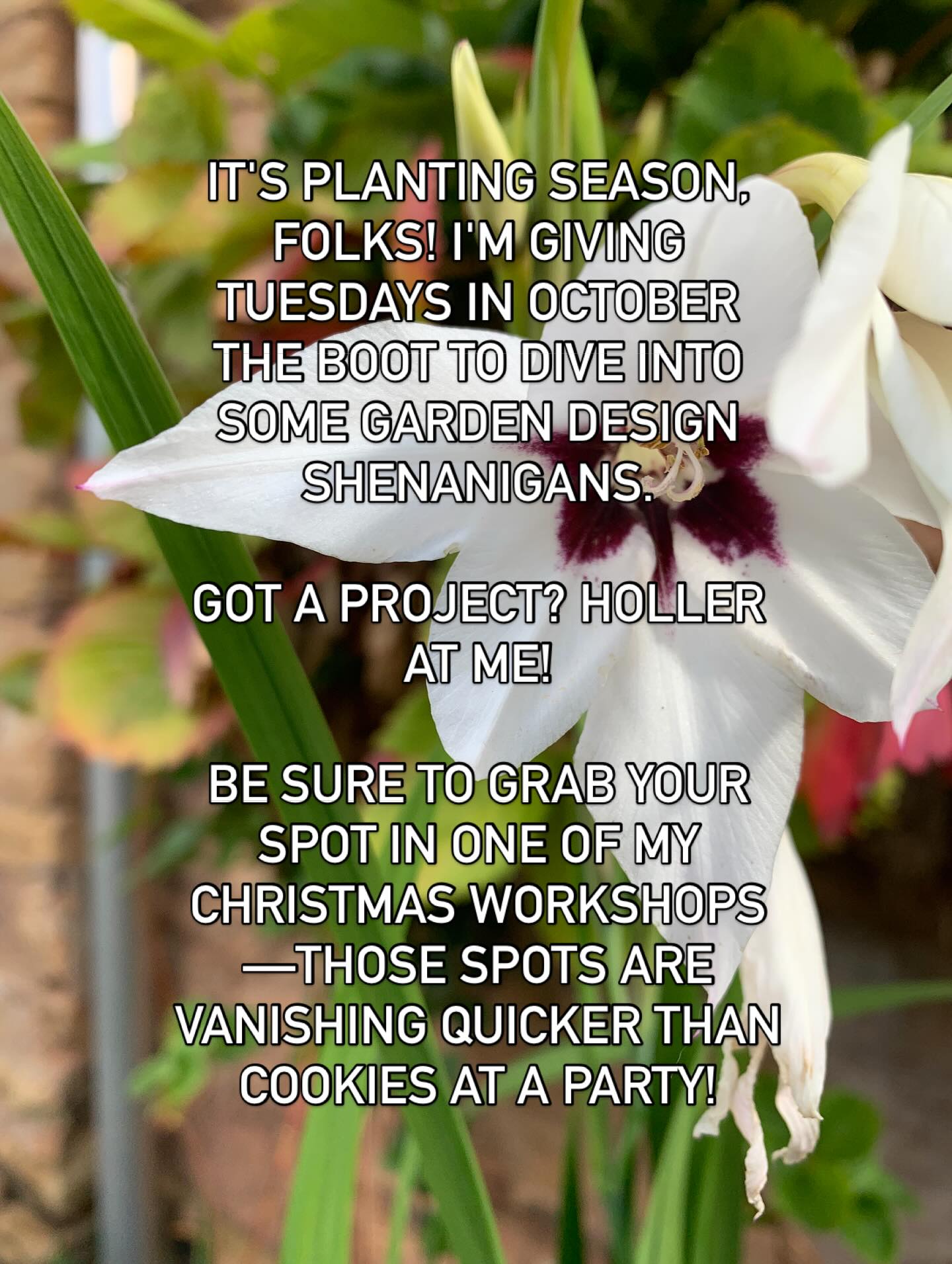 Warning: planting season is here! I'm ditching Tuesdays in October to geek out on garden design. I’ve got a dozen projects to get me elbow deep in dirt with 👩🏻🌾
Shop will be open Wednesday to Saturday (except Wednesday 8th) through October. The webshop is open 24/7 though!
Got a project brewing? Give me a shout! @staceykath
Oh, and don't wait to sign up for my Christmas Workshops - spots are vanishing faster than you can say 'cookie'!
#independent #shoplife #notenoughhoursintheday #gardendesign #winter #christmas #chistmasworkshops #wreathmaking #rossonwy #herefordshire