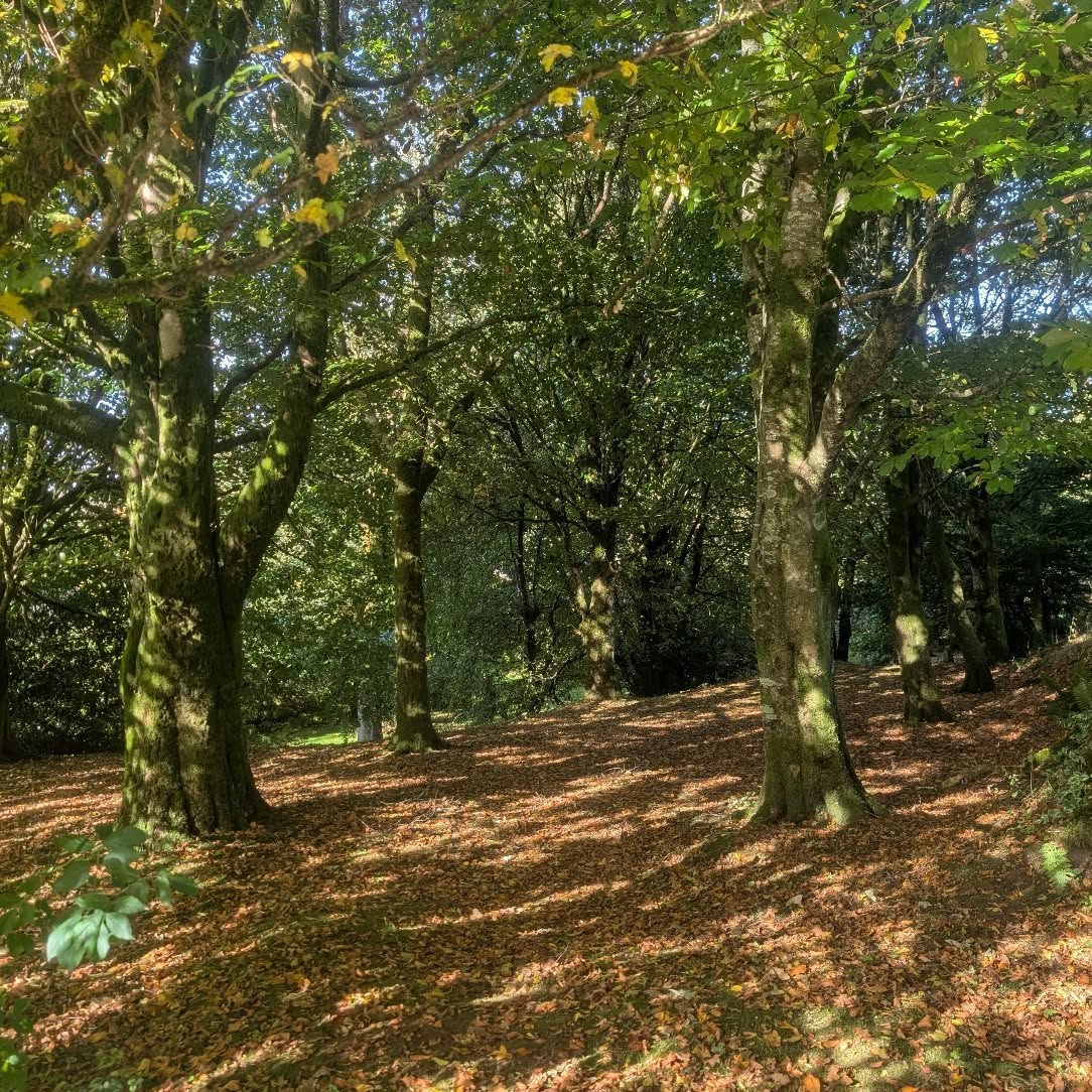Autumn Vibes 🍁
Here’s to the crunch of leaves beneath our feet 🍁
.
.
.
#AutumnVibes #FallFeels #GoldenLeaves #CozySeason #PumpkinSpiceEverything #AutumnMagic #lowerwillsworthy #dartmoorholidays #dartmoorholidaycottage #dartmoornationalpark #escapetothecountry #escapetothecottage #devonlife #holidaycottagesuk #holidaycottagedartmoor