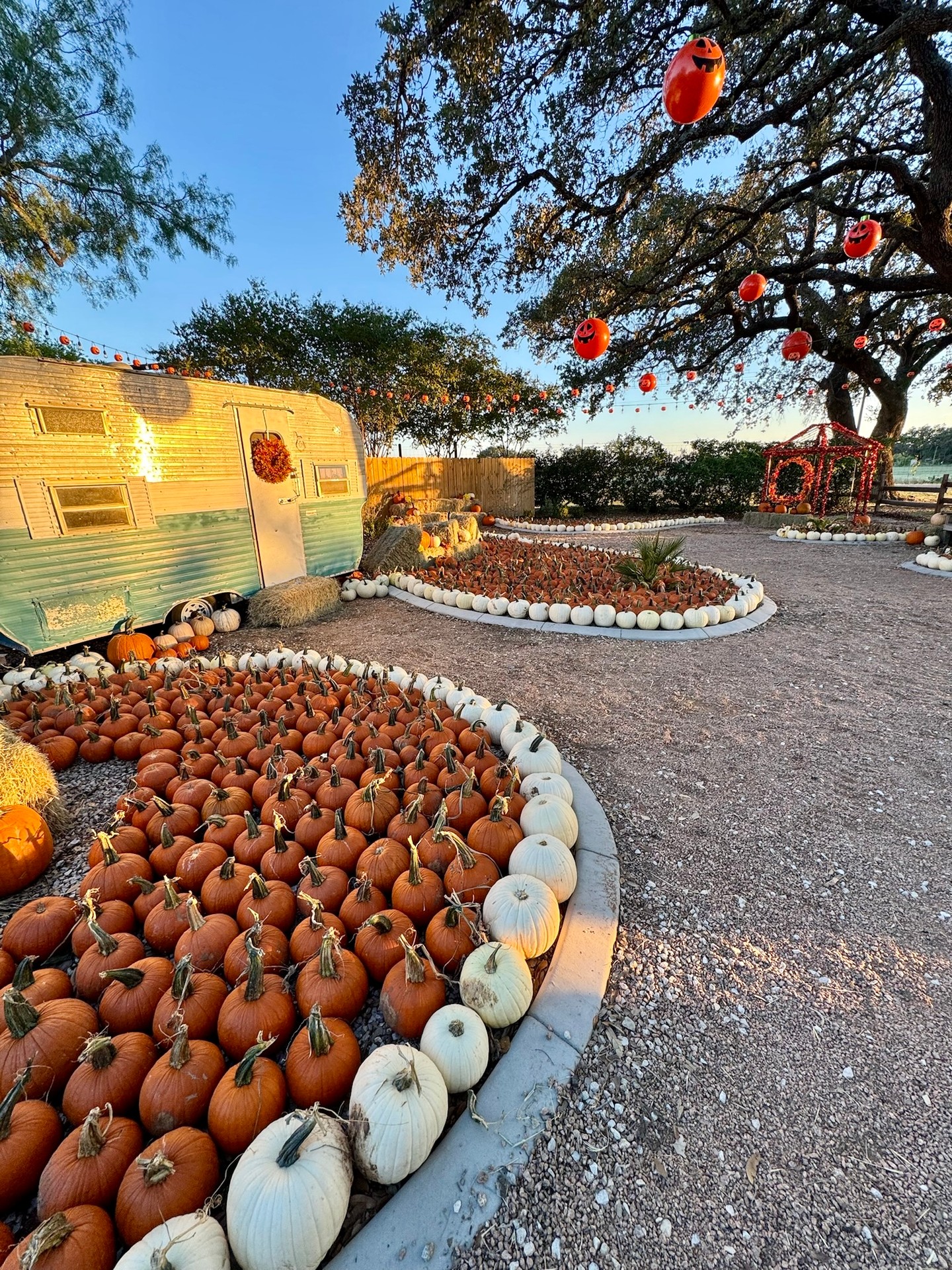 Pics from last night. 💛 We OPEN TODAY! So excited for y'all to come out and make memories with us. Also can't wait for y'all to see some of our new additions! 10am-6pm today and tomorrow.
Tickets: devineacresfarm.com